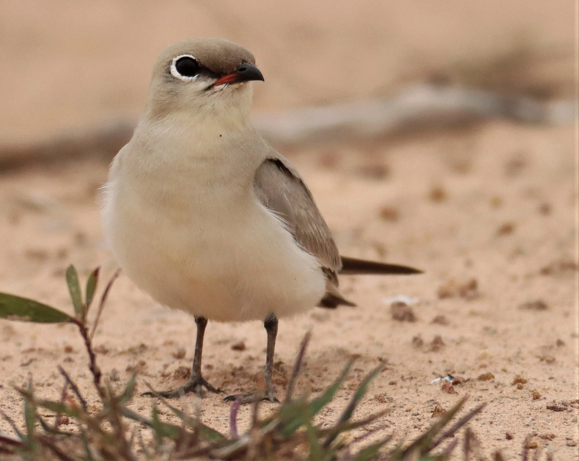 PRATINCOLE - SMALL PRATINCOLE - Glareola lactea - KABIN BURI WETLANDS 15KM OUT ON 304 (45).jpg