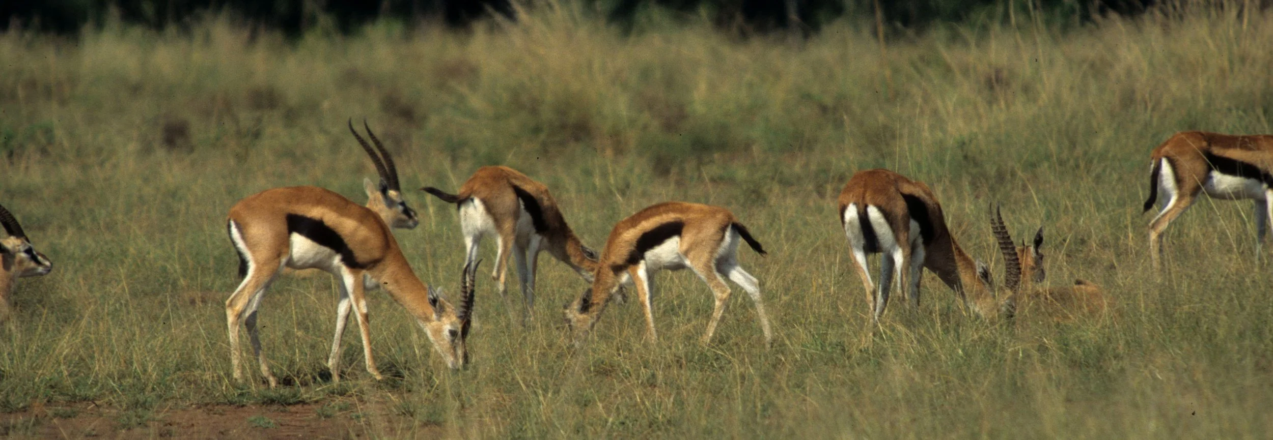 BOVID - GAZELLE - THOMSONS - SERENGETI (11).jpg