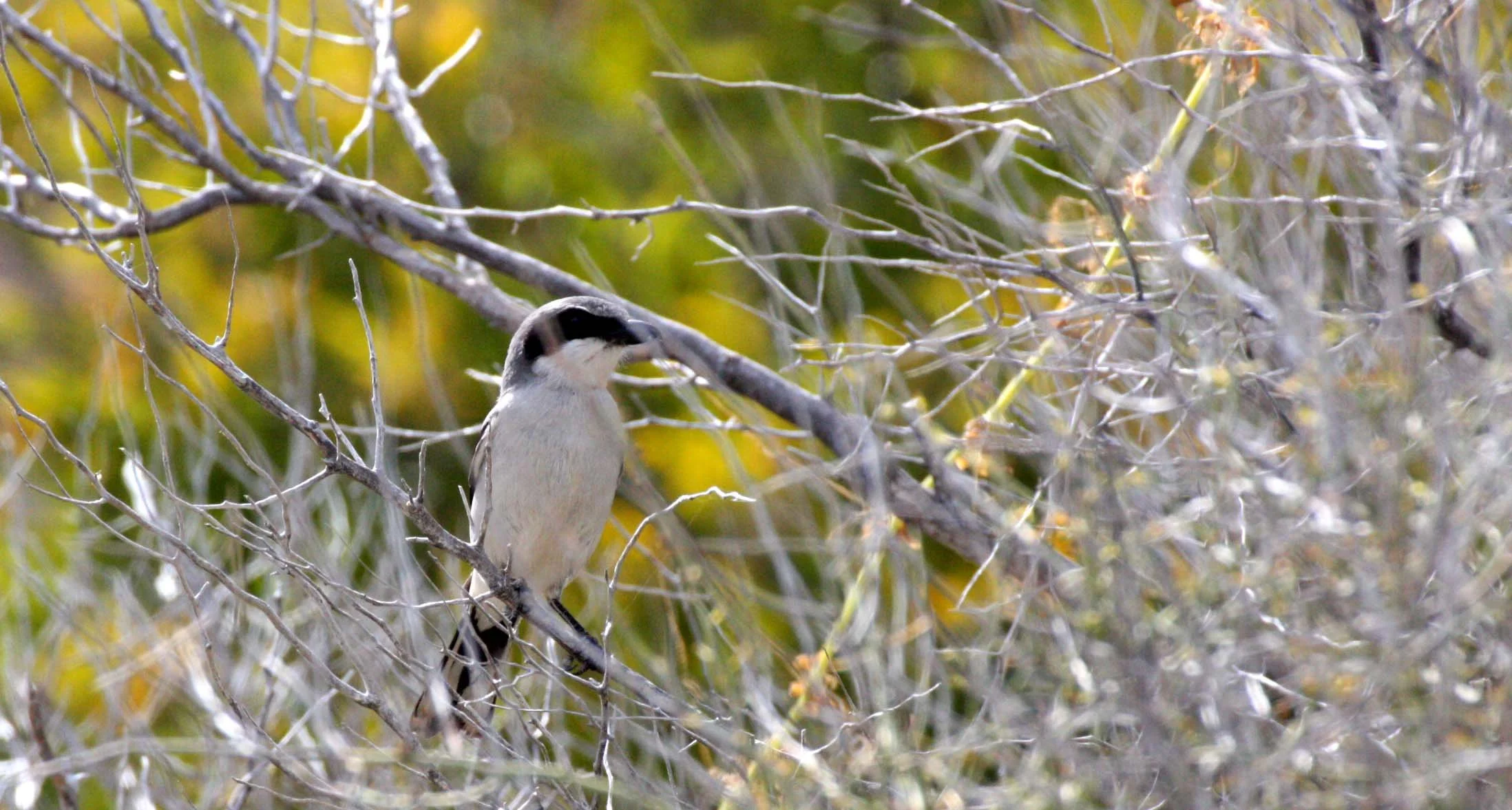 Loggerhead Shrike (Lanius ludovicianus) Isla Catalina Baja Mexico (11).JPG