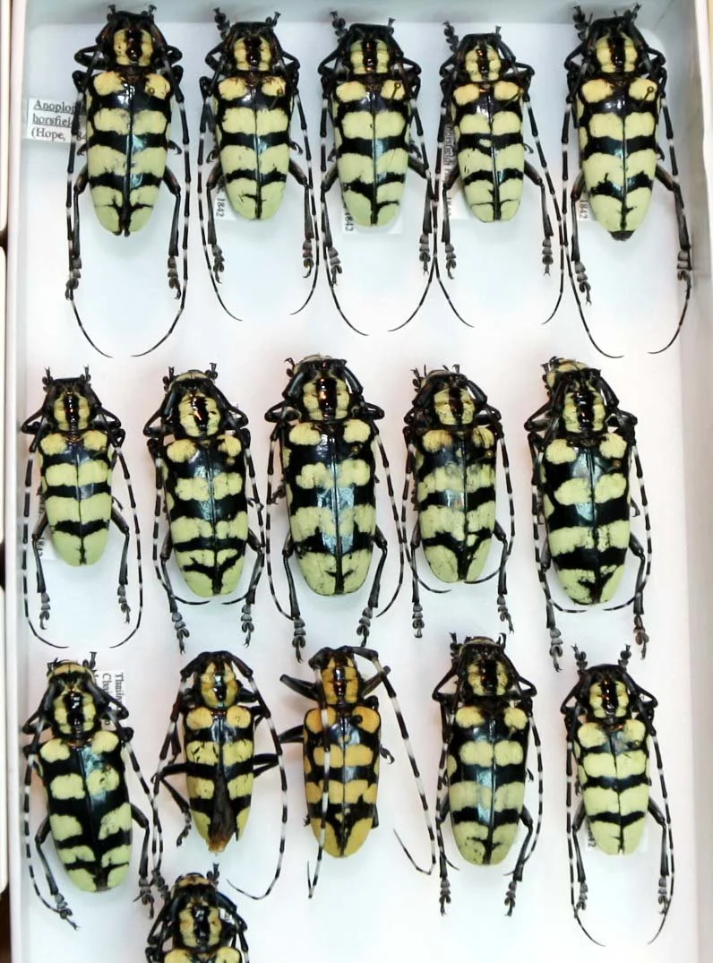 Lamiinae - Anoplophora.JPG