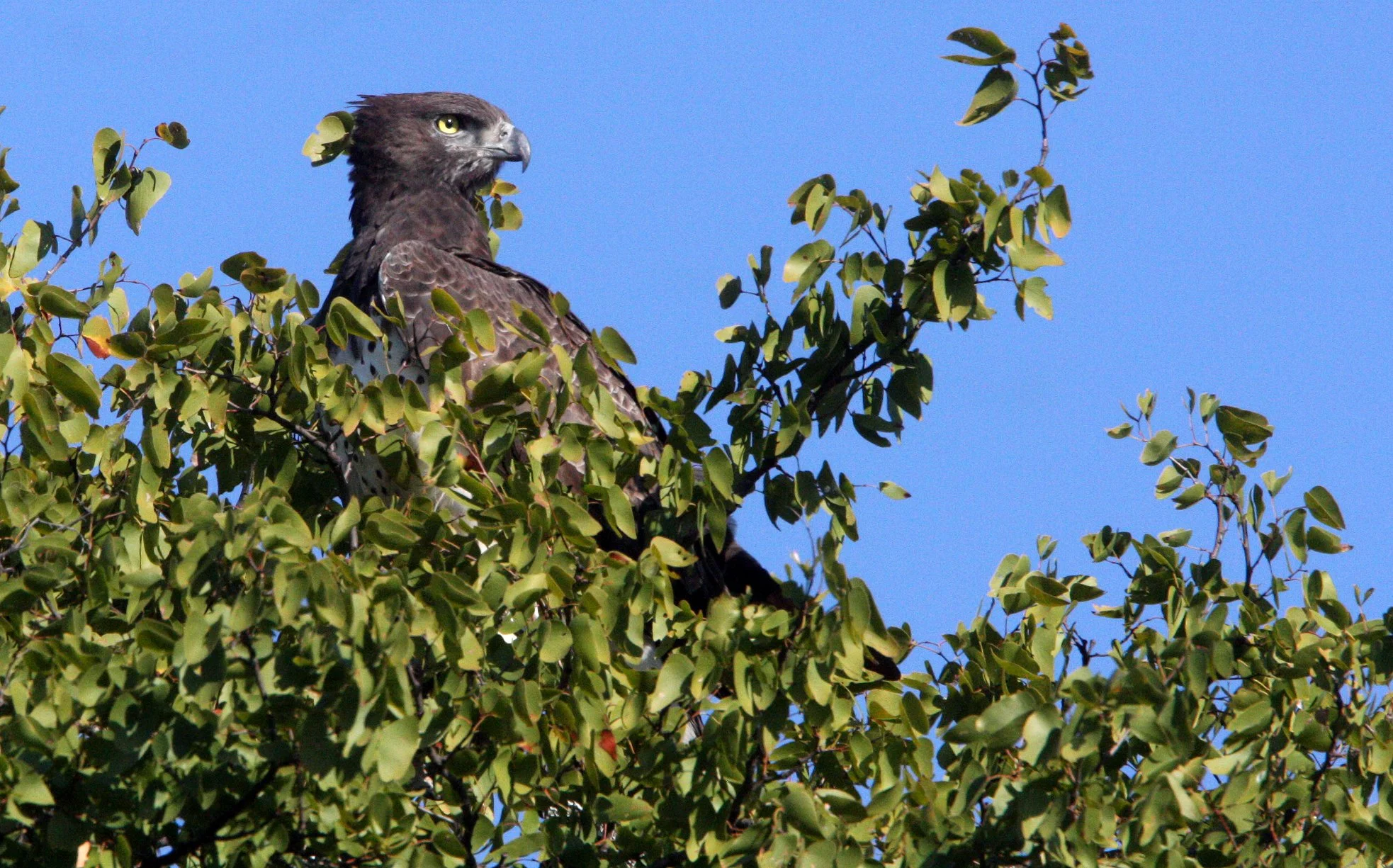 Polemaetus bellicosus - MARTIAL EAGLE - KRUGER NATIONAL PARK SOUTH AFRICA (18).JPG