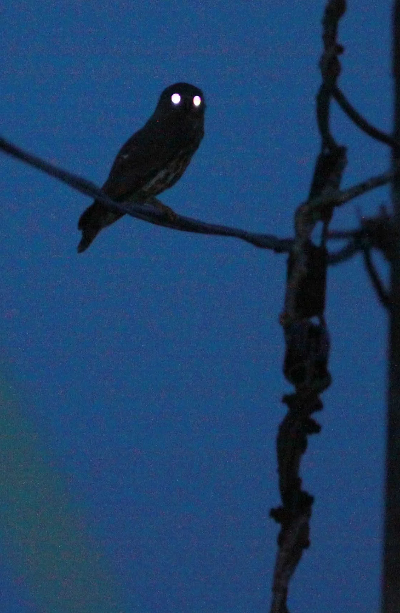 Ninox scutulata - BROWN HAWK OWL - CAT TIEN NATIONAL PARK VIET NAM (3).JPG