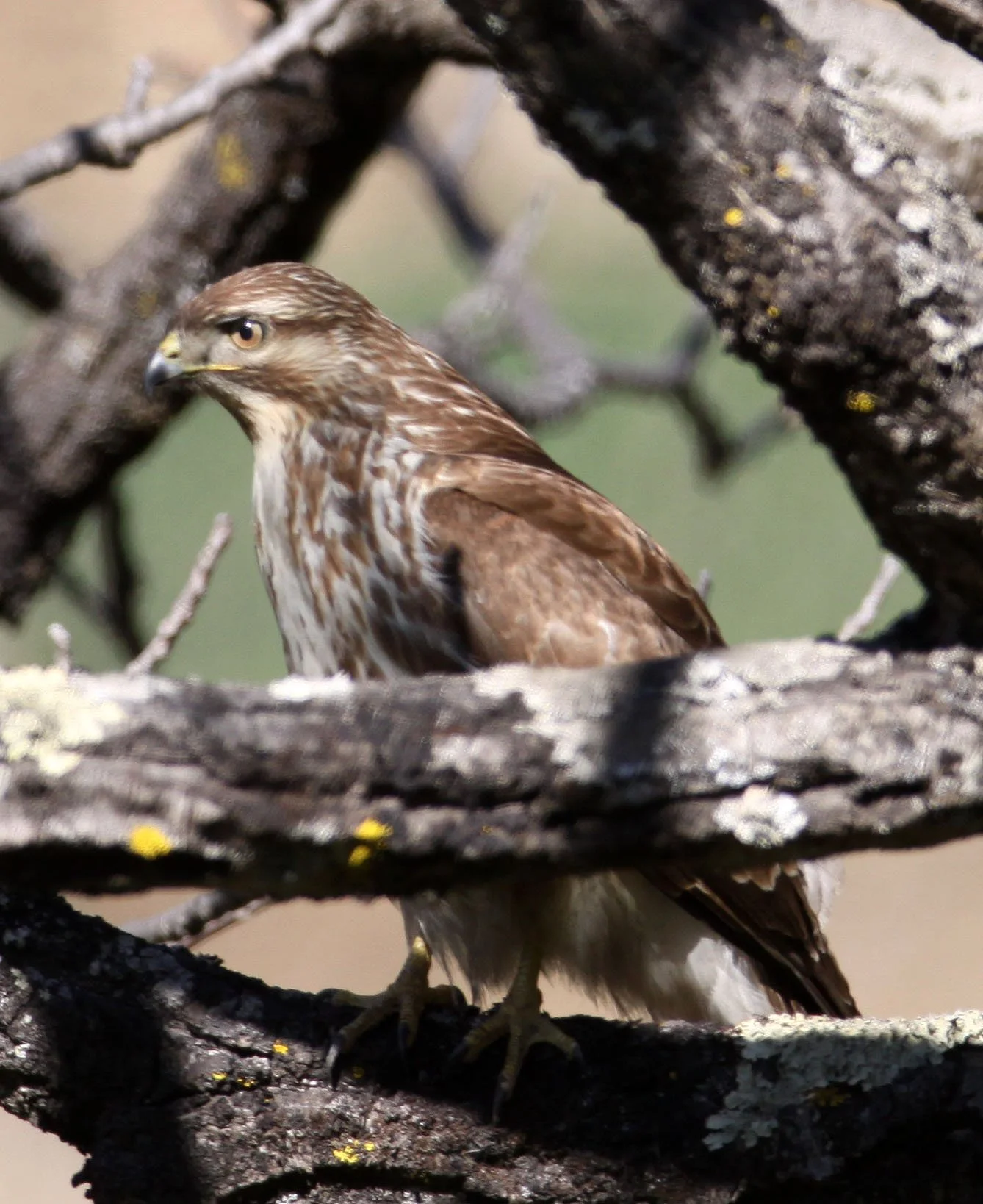 Buteo buteo - COMMON BUZZARD - TACHENG YUNNAN CHINA - BAIMA SNOW MOUNTAIN (23).JPG