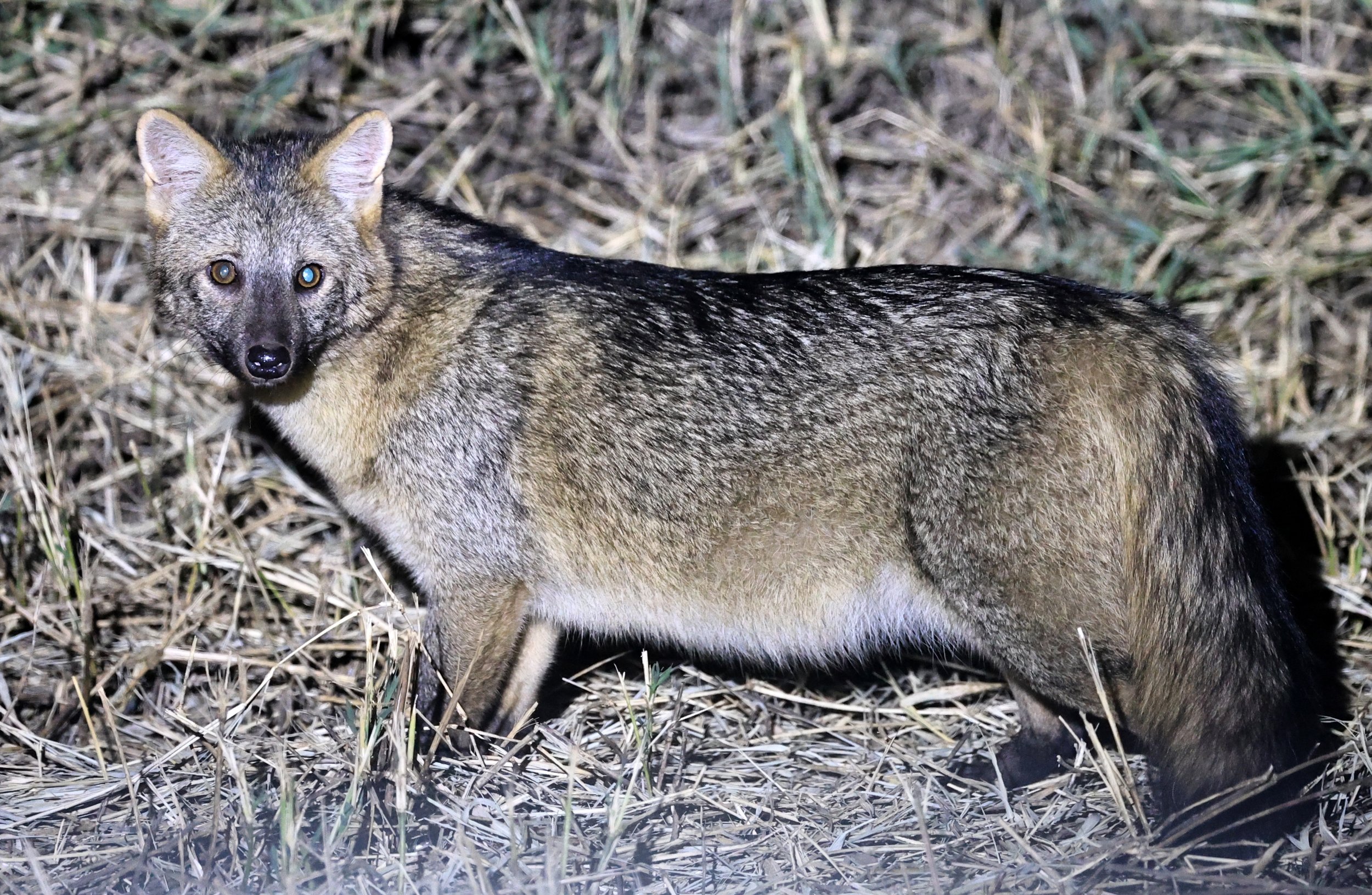Crab-eating Fox (Cerdocyon thous) Estancia Campo'í Paraguay  (17).jpg