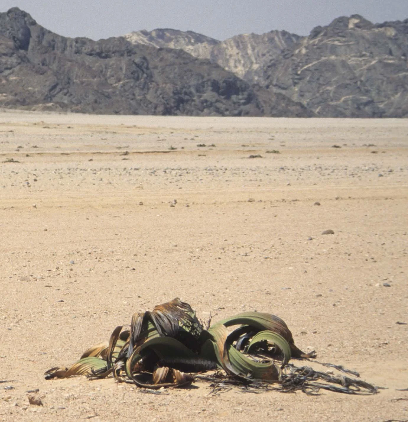 NAMIB DESERT WELWICHIA PLANTA.jpg