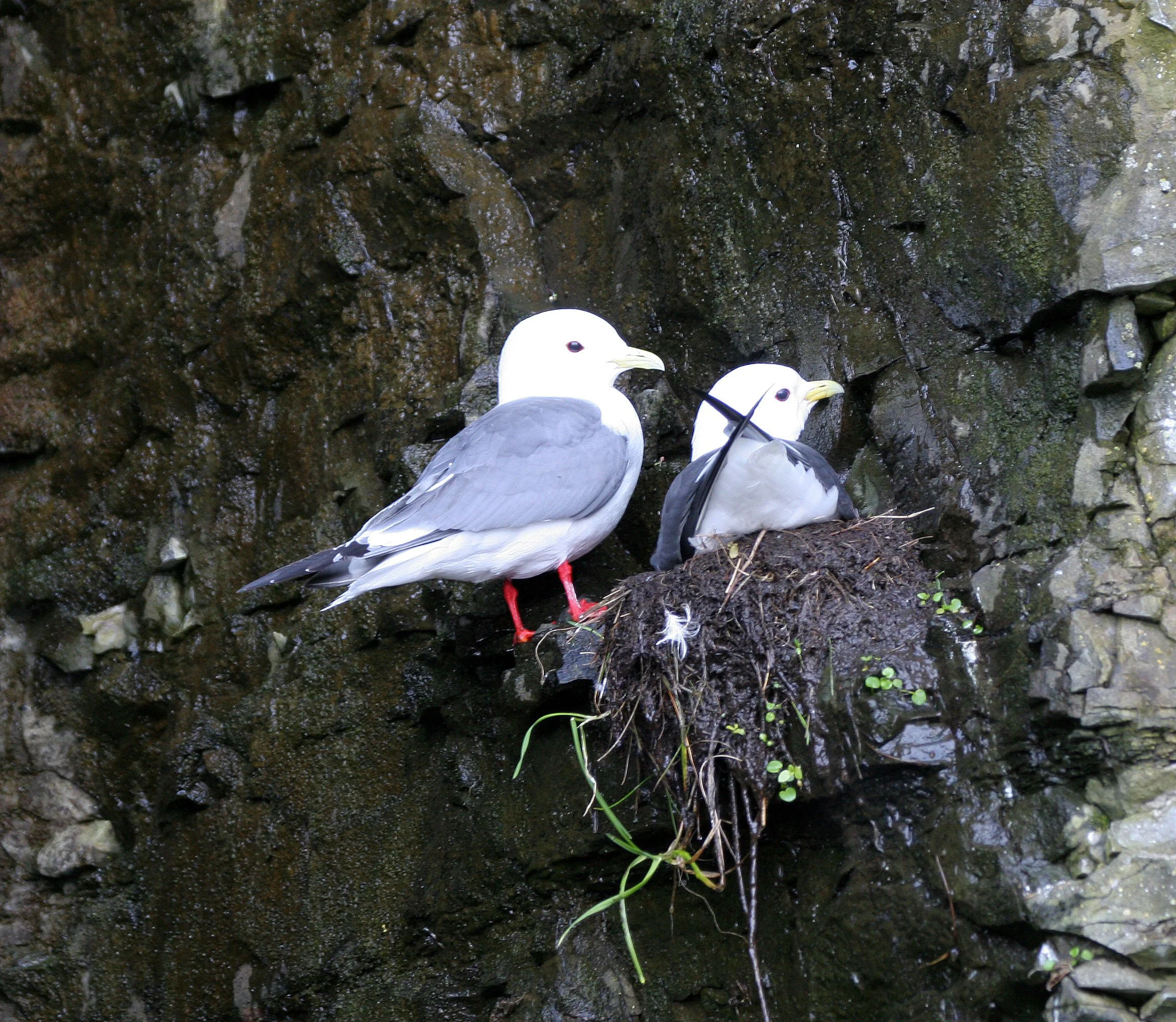 BIRD - KITTIWAKE - RED-LEGGED - COMMANDERS (3).jpg