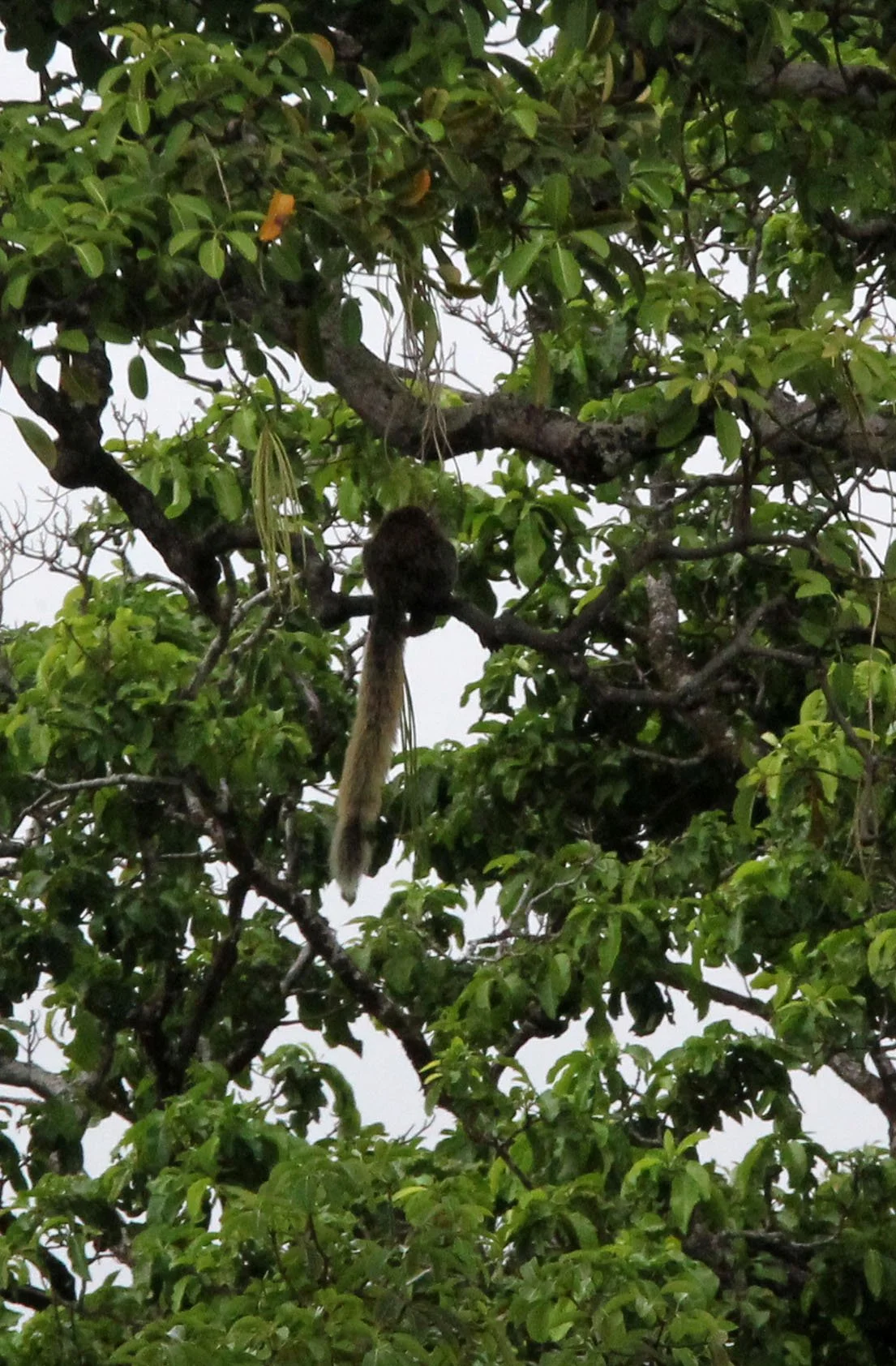 Ratufa bicolor - JAVAN BLACK GIANT SQUIRREL - UJUNG KULON NATIONAL PARK JAVA BARAT INDONESIA.JPG