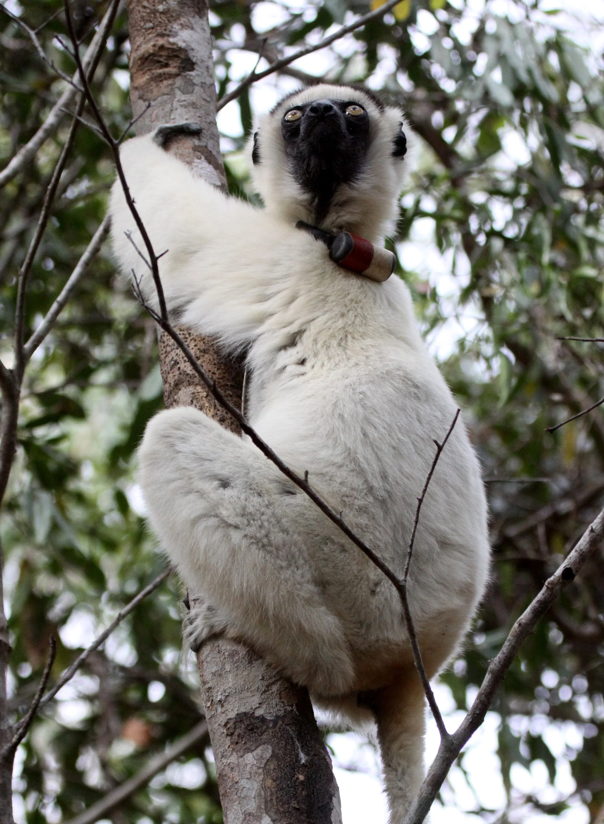 INDRIIDAE - Propithecus verreauxi - VERREAUX'S SIFAKA - KIRINDY NATIONAL PARK - MADAGASCAR (55).JPG