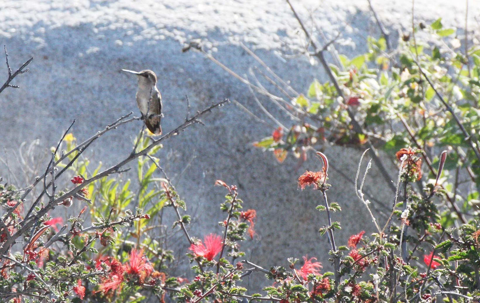 Genus Calypte - Anna's & Costa's Hummingbird — Coke Smith Wildlife