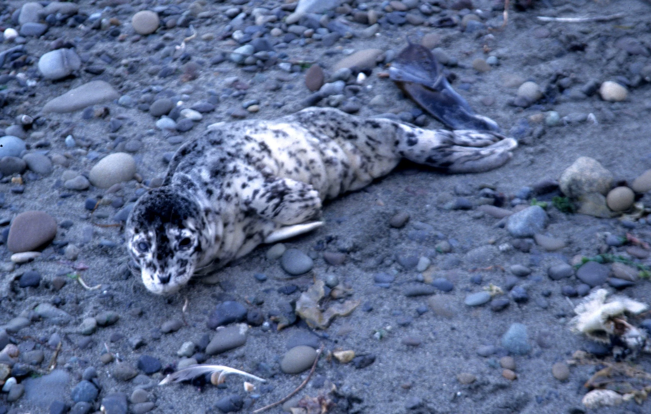 PINNIPED - HARBOR SEAL PUP E.jpg