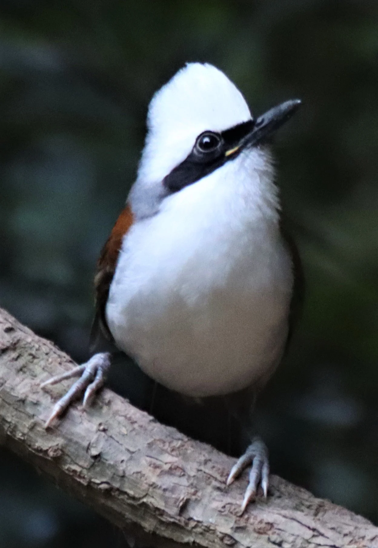 LAUGHINGTHRUSH - WHITE-CRESTED LAUGHINGTHRUSH - Garrulax leucolophus - KAENG KRACHAN THAILAND (23).jpg