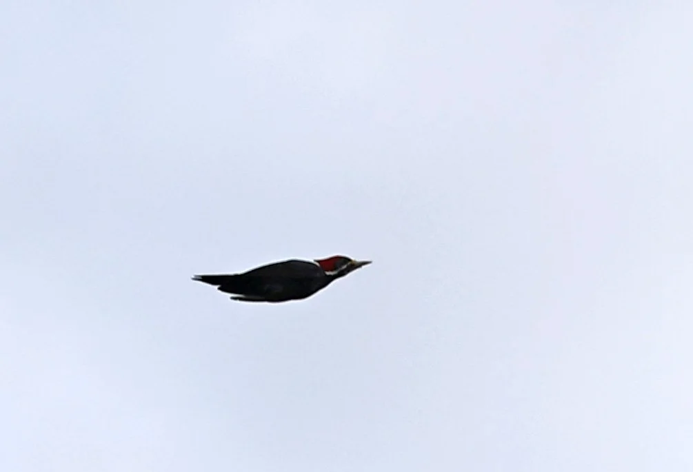 Black-bodied Woodpecker (Dryocopus schulzi) Selva Serena Natural Reserve (16).jpg