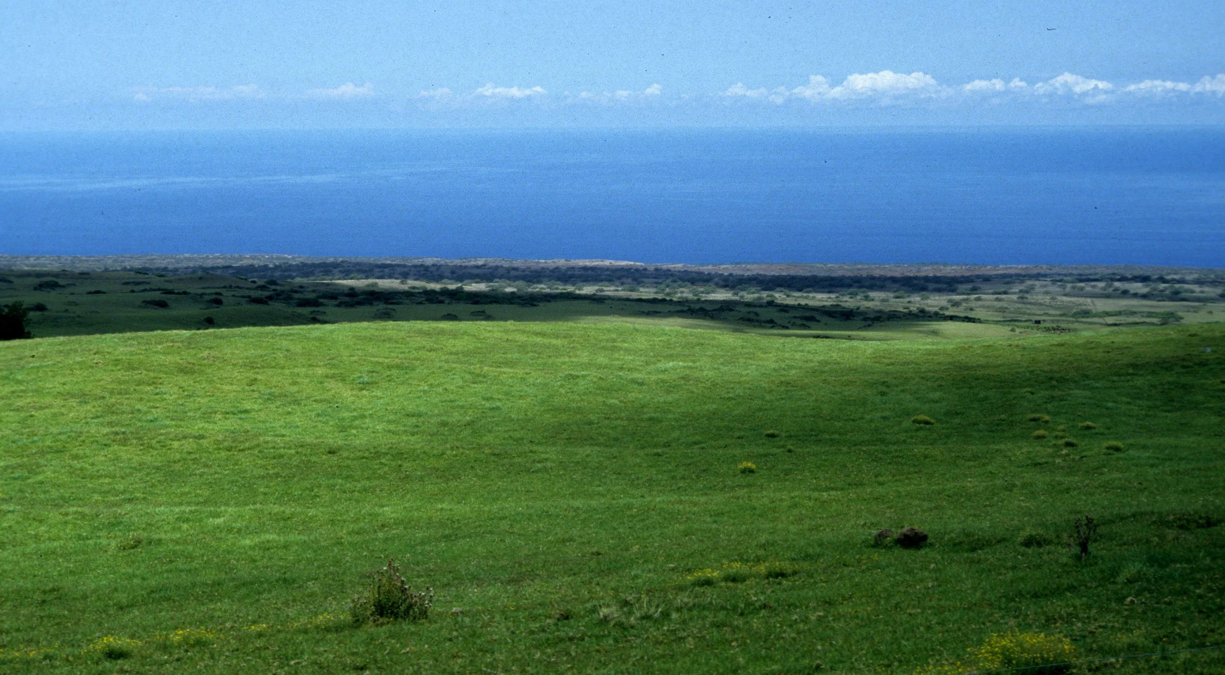 HAWAII - HAWAII - GRASSLAND.jpg