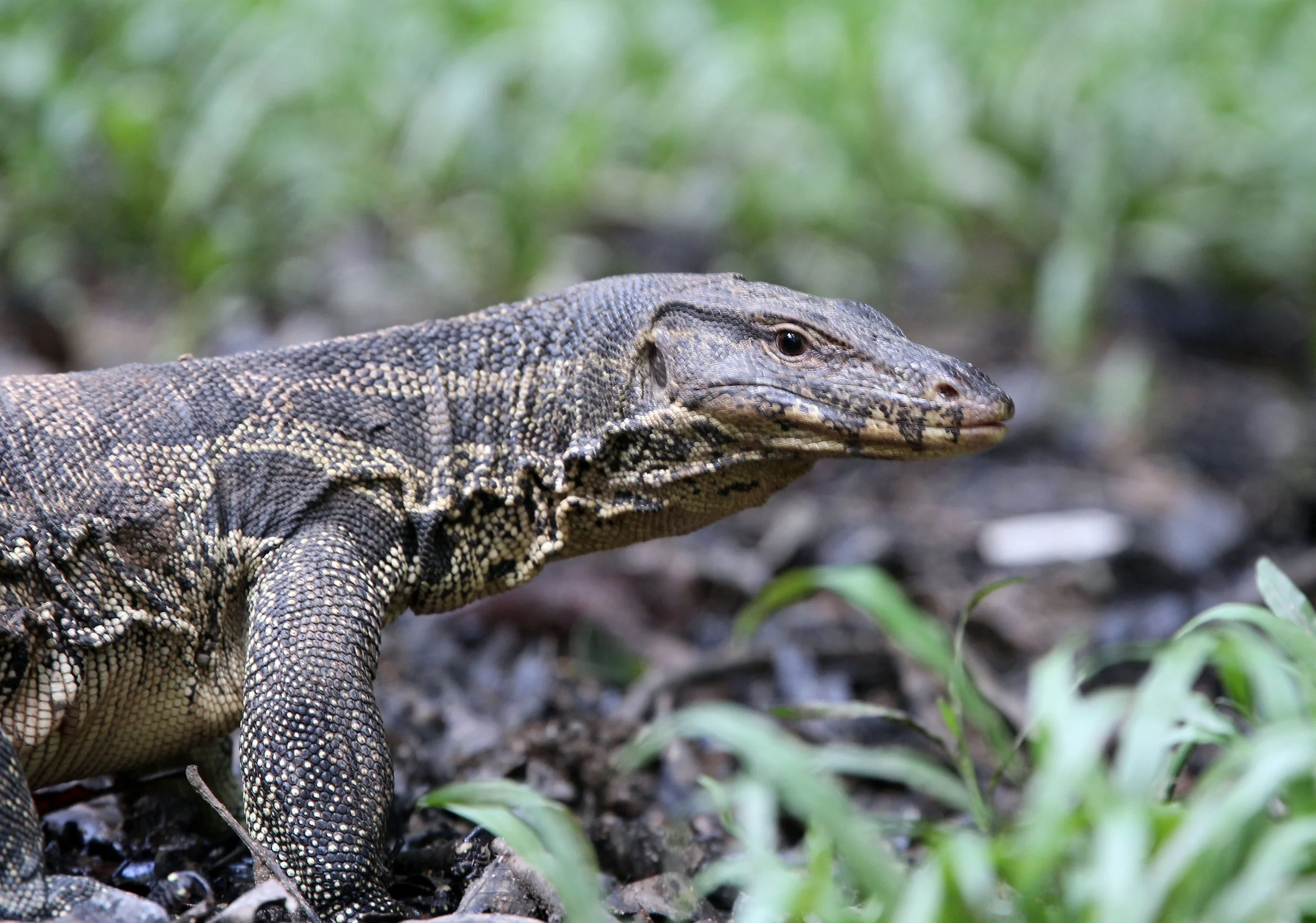 Varanus salvator macromaculatus - SOUTHEAST ASIAN WATER MONITOR LIZARD - KHAO YAI NATIONAL PARK THAILAND (32).JPG