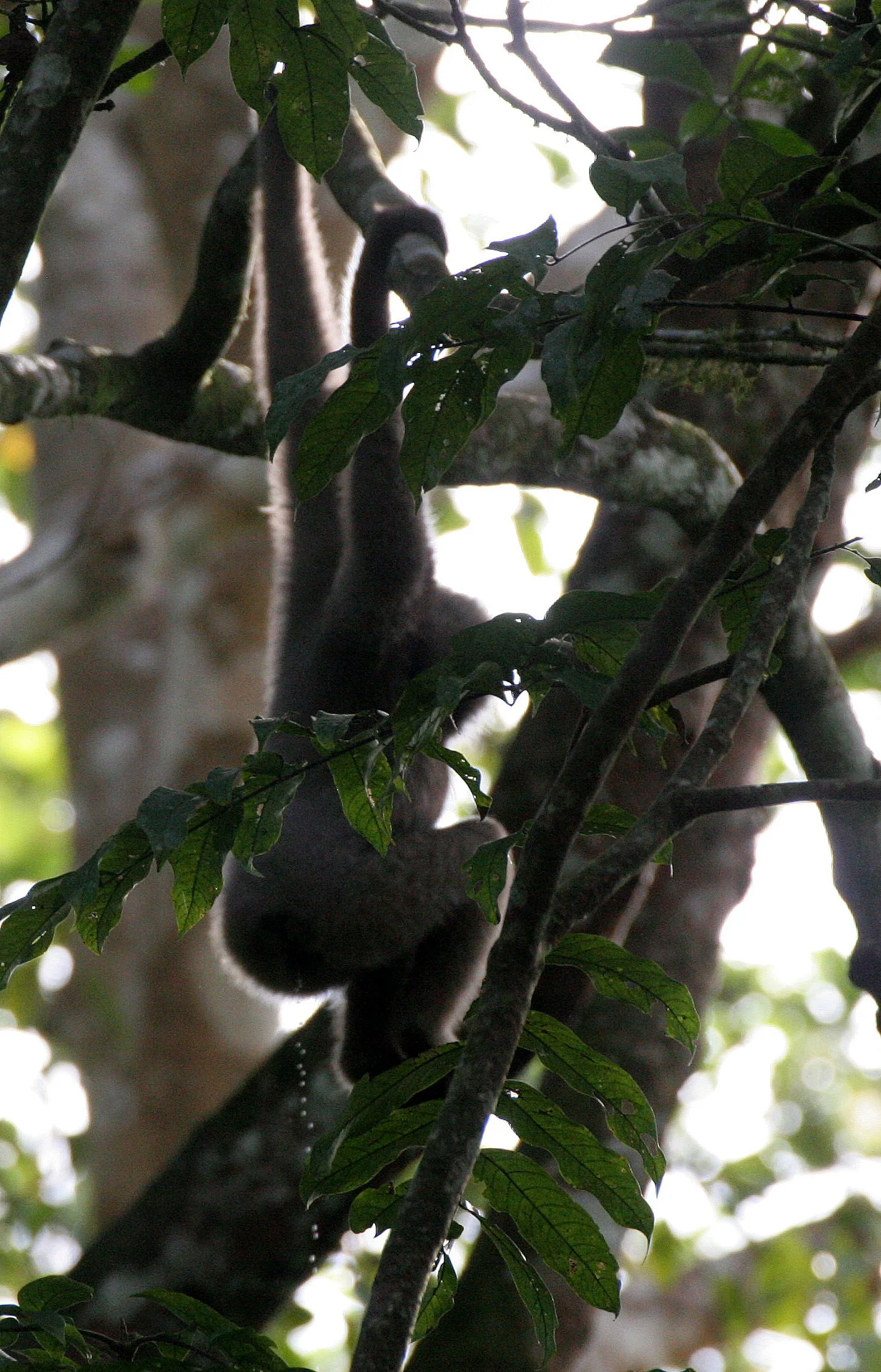 HYLOBATIDAE - Hylobates muelleri - MUELLER'S (GRAY) GIBBON - TABIN WILDLIFE RESERVE  (93).JPG