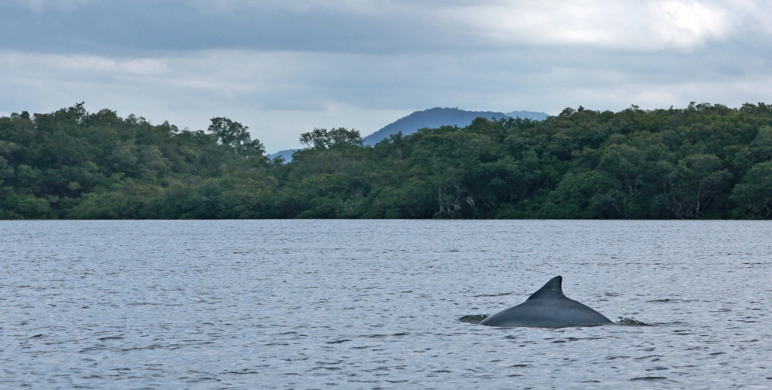 Guiana Dolphin (Sotalia guianensis) Superagüi National Park, Brazil (15).jpg