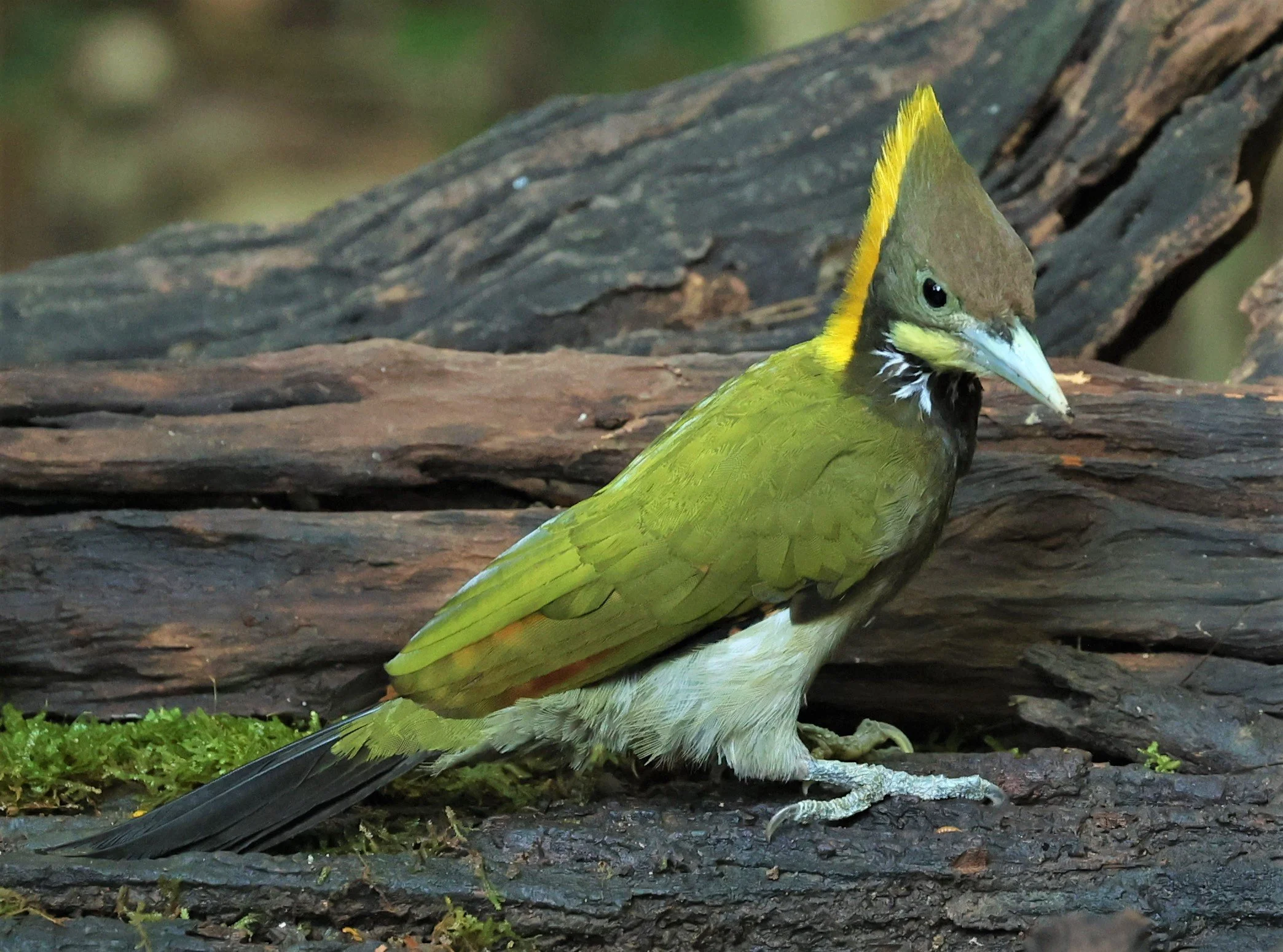 WOODPECKER - GREATER YELLOWNAPE - Chrysophlegma flavinucha - PETCHABURI PROVINCE - NUY HIDE NEAR KAENG KRACHAN JAN 2022 (24).jpg