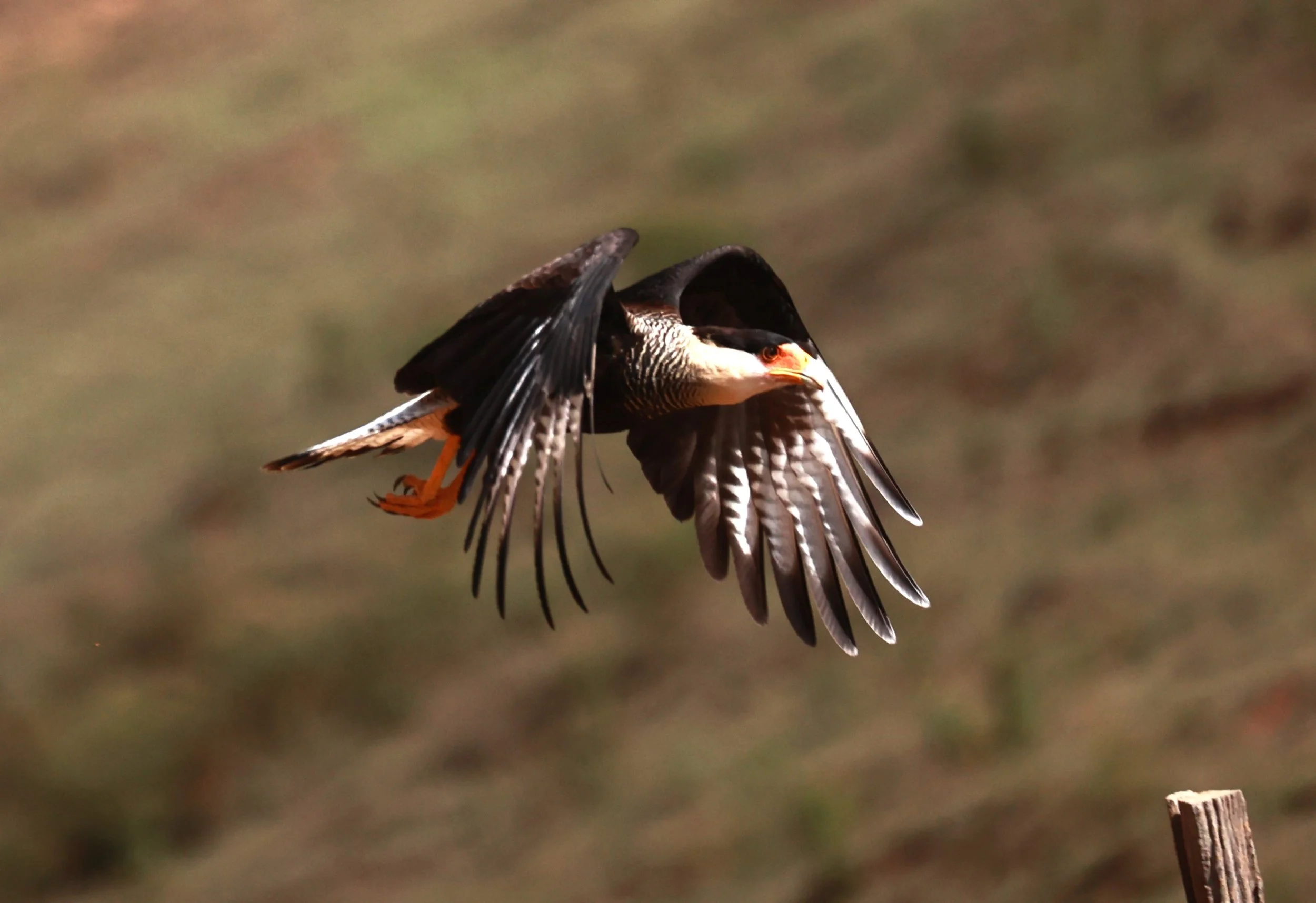 Caracara - Crested Caracara - Caracara plancus - Feliciano Miguel Abdala Reserve, Espirito Santo Brazil (13).JPG