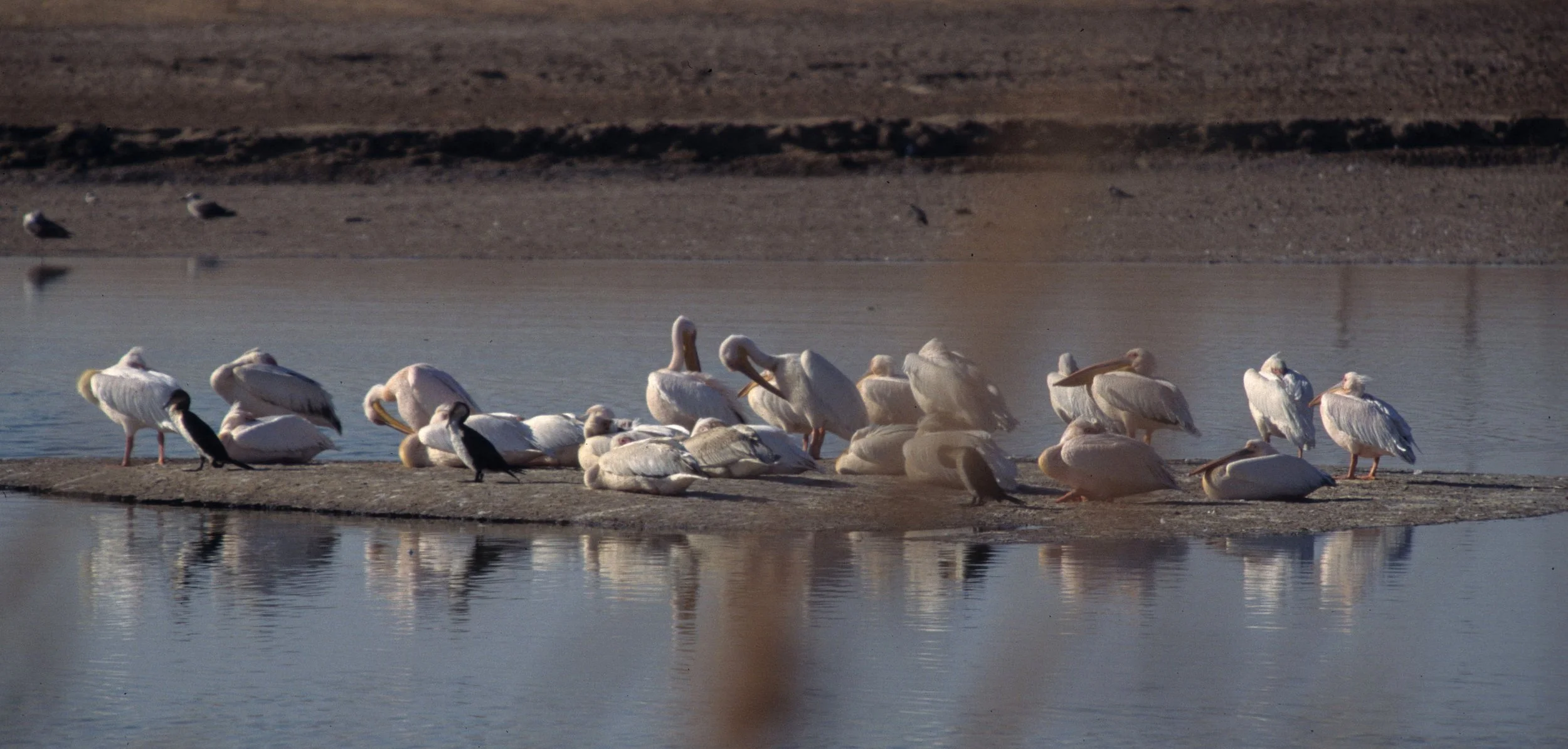 BIRDS - PELICAN - WHITE - NAMIBIA 10.jpg
