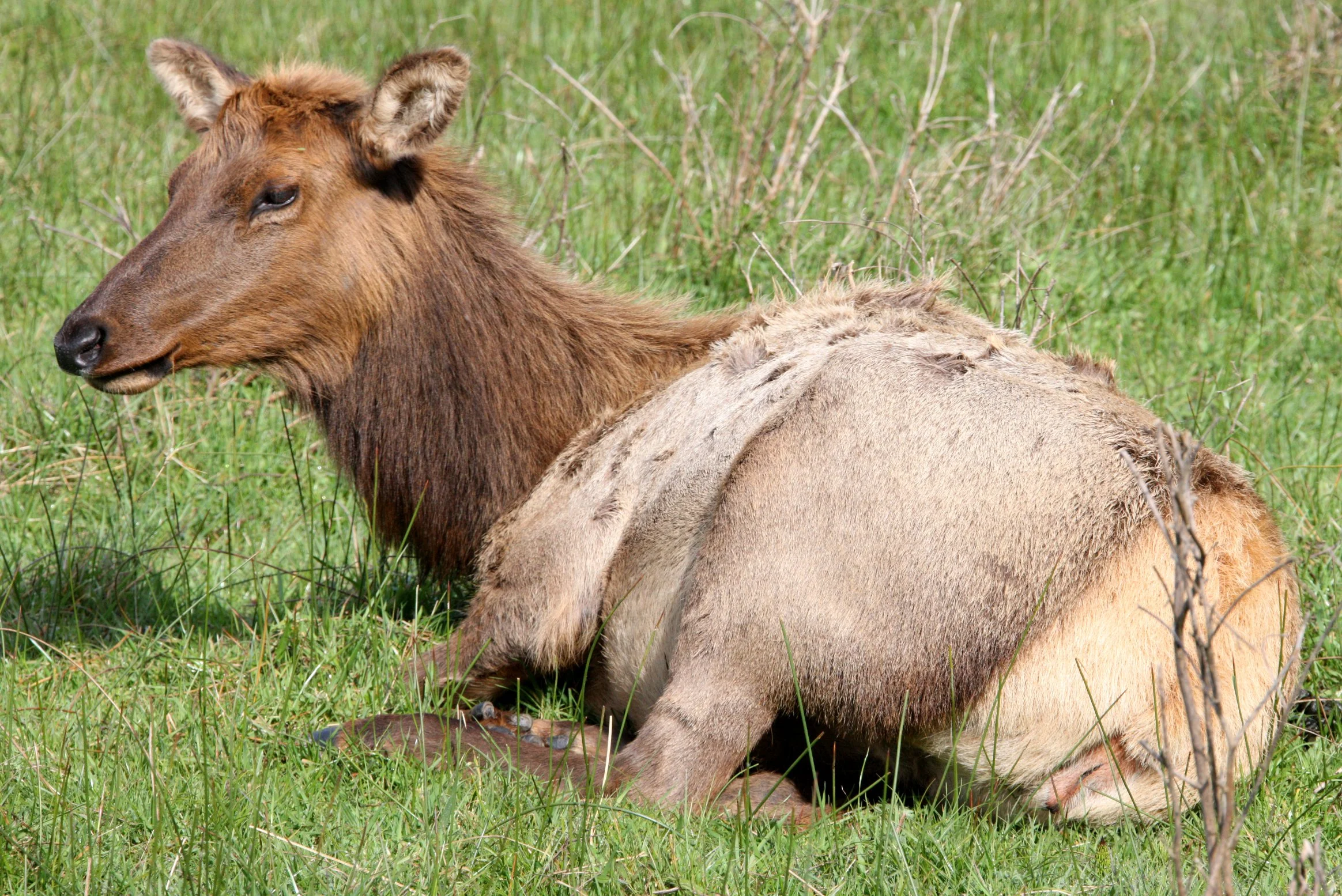 CERVID - ELK - ROOSEVELT ELK - PRAIRIE CREEK STATE PARK CALIFORNIA.JPG