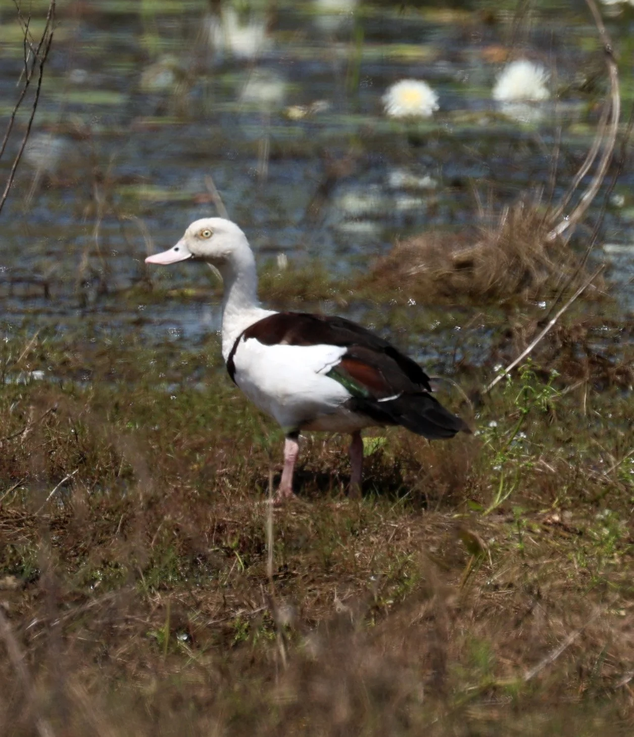 Radjah Shelduck (Tadorna radjah) Anbangbang Billabong, Kakadu NP - Northern Territory  (25).jpg