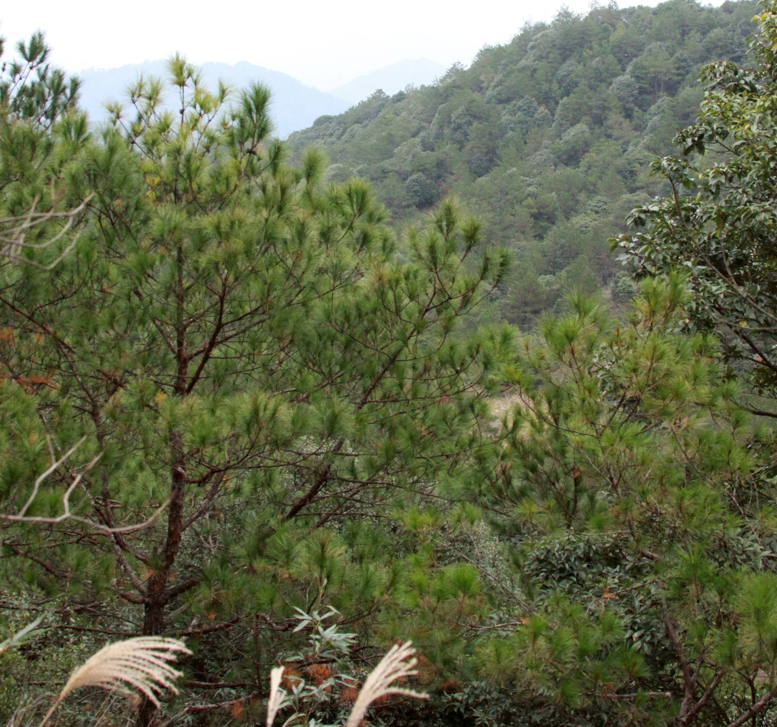 MEIHUASHAN - FUJIAN CHINA (40).JPG