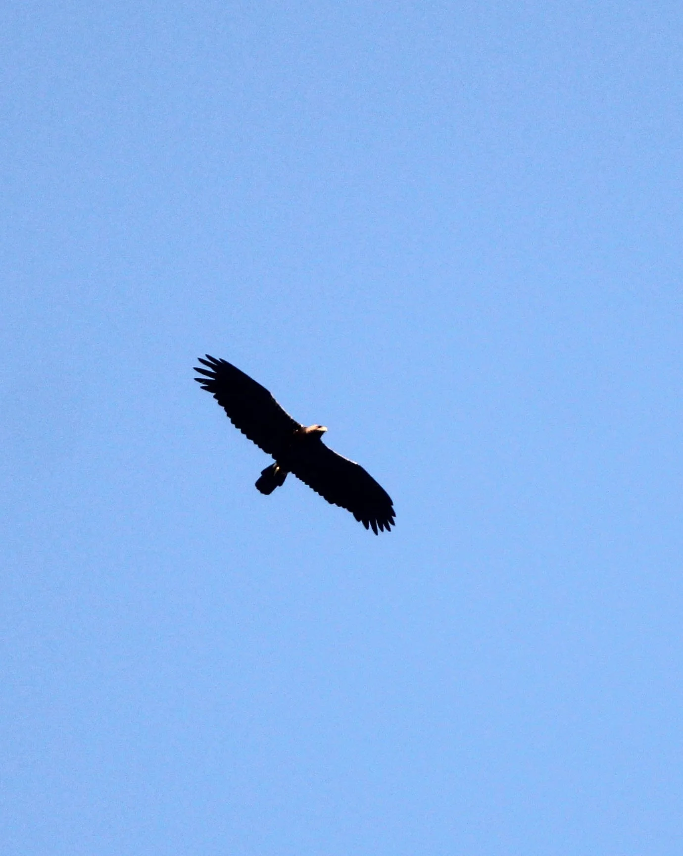 Aquila adalberti - SPANISH (IBERIAN) IMPERIAL EAGLE - SIERRA DE ANDUJAR SPAIN (16).JPG