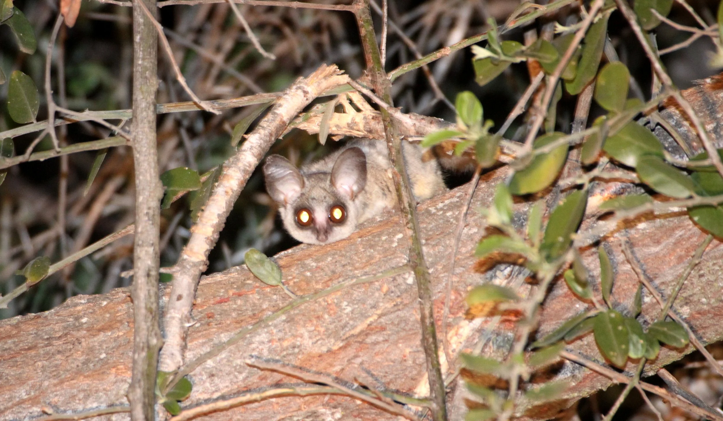 LORISIDEA - Galago moholi - SOUTHERN LESSER GALAGO - KRUGER NATIONAL PARK SOUTH AFRICA (7).JPG