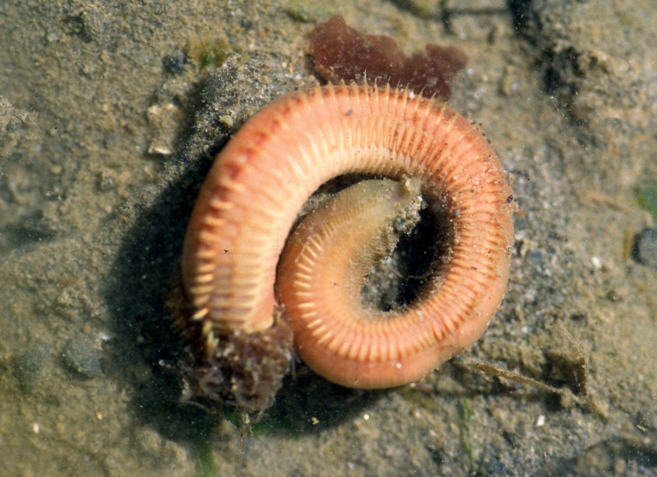 INVERTS - INTERTIDAL - ANNELIDA - SEGMENTED ROUNDWORM - LAKE FARMS TIDE POOLS (3).jpg