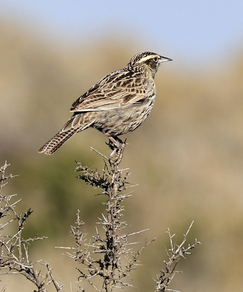 Long-tailed Meadowlark (Leistes loyca) Valdes Peninsula, Chubut Province, Argentina Day 2 (2).jpg