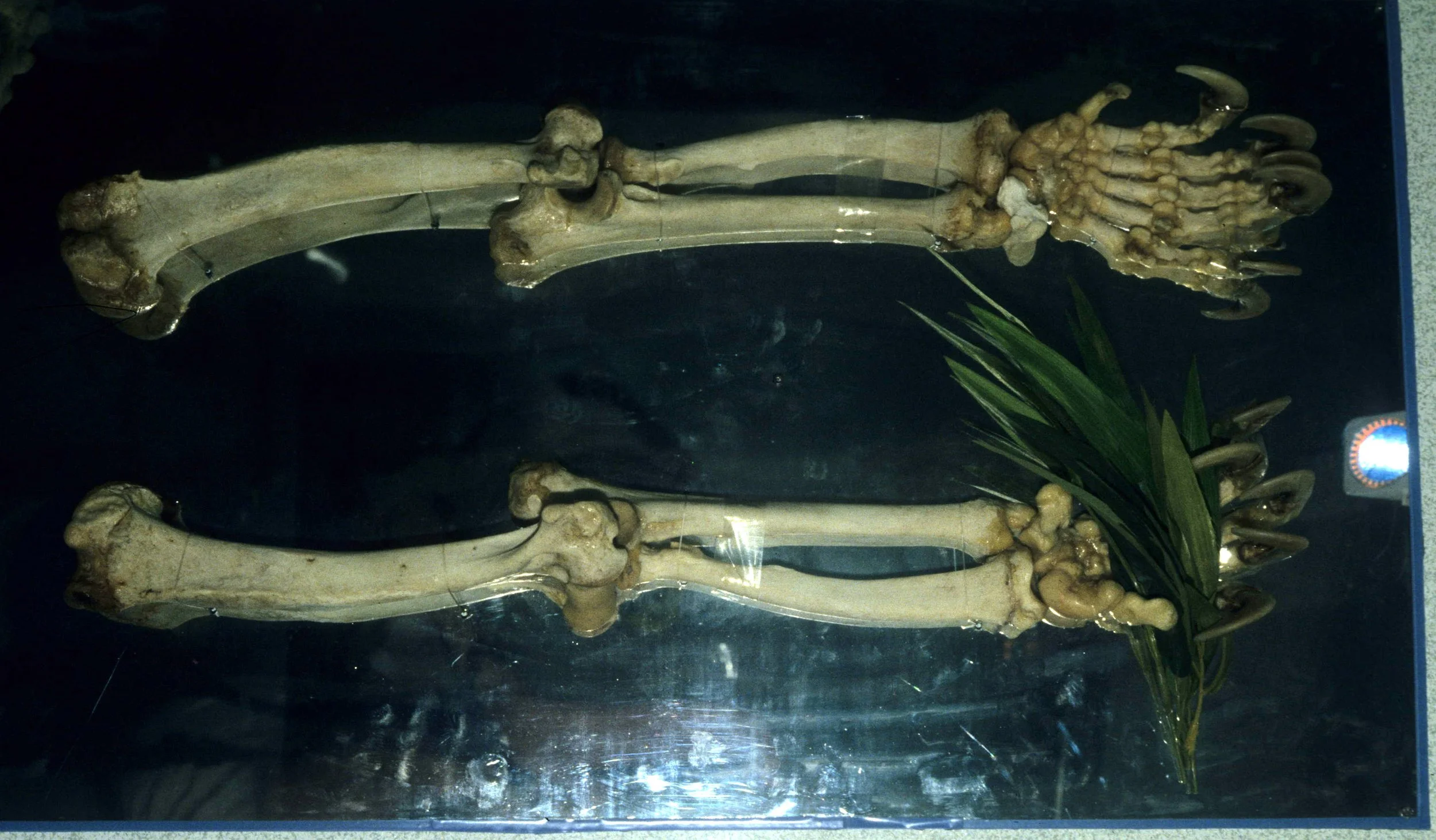URSID - GIANT PANDA EXHIBIT - CHENGDU CHINA (3).jpg