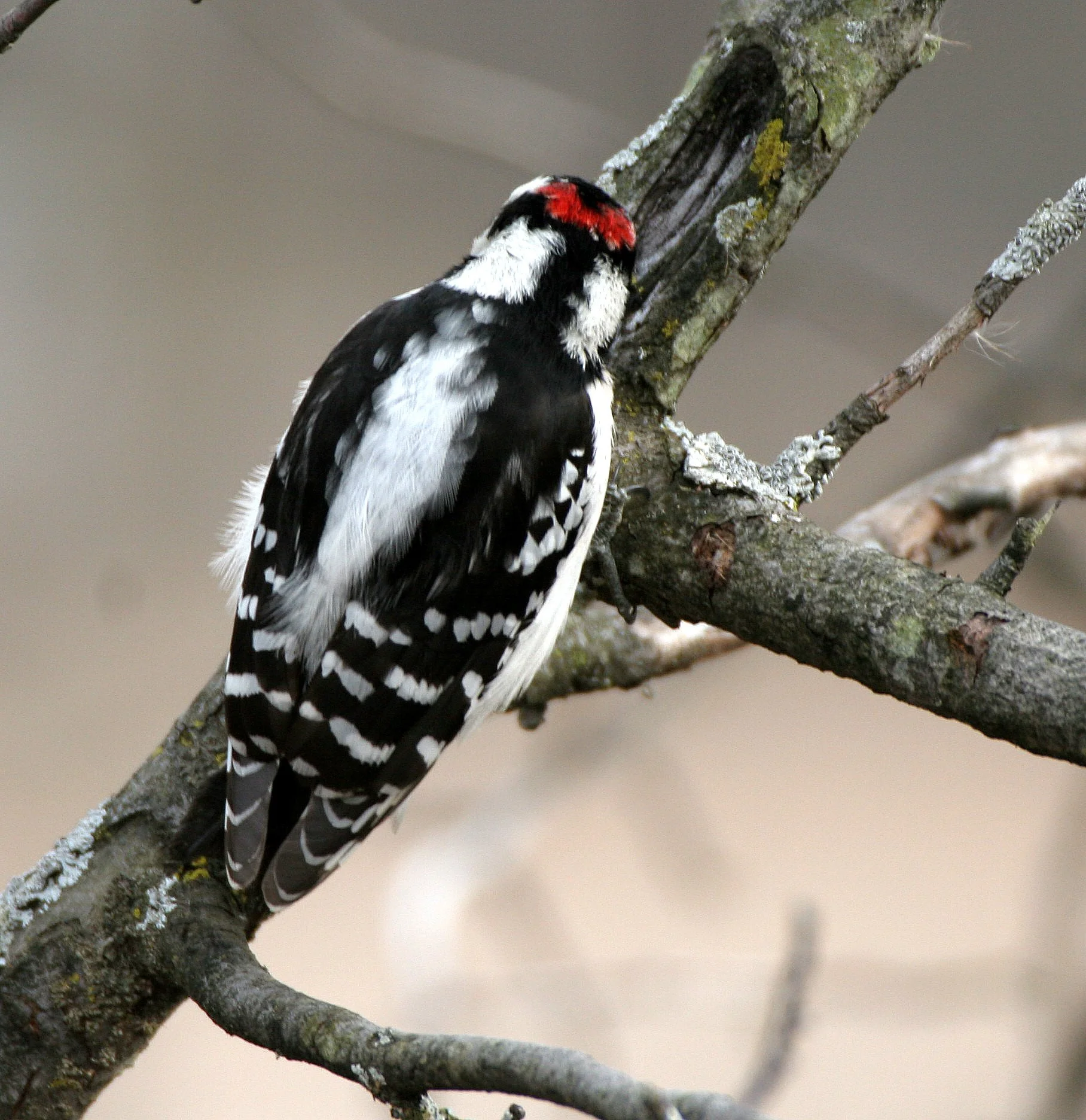 BIRD - WOODPECKER - DOWNY WOODPECKER - LINCOLN MARSH ILLINOIS (25).JPG