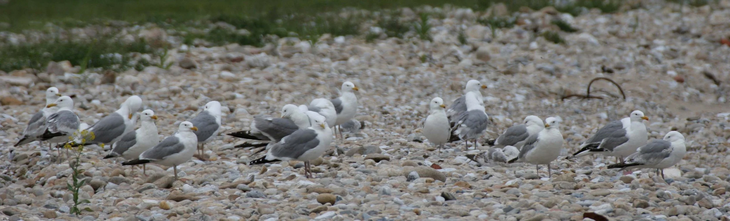 BIRD - GULL - HERRING GULLS ON SHORES OF OLKHON ISLAND LAKE BAIKAL RUSSIA (2).jpg