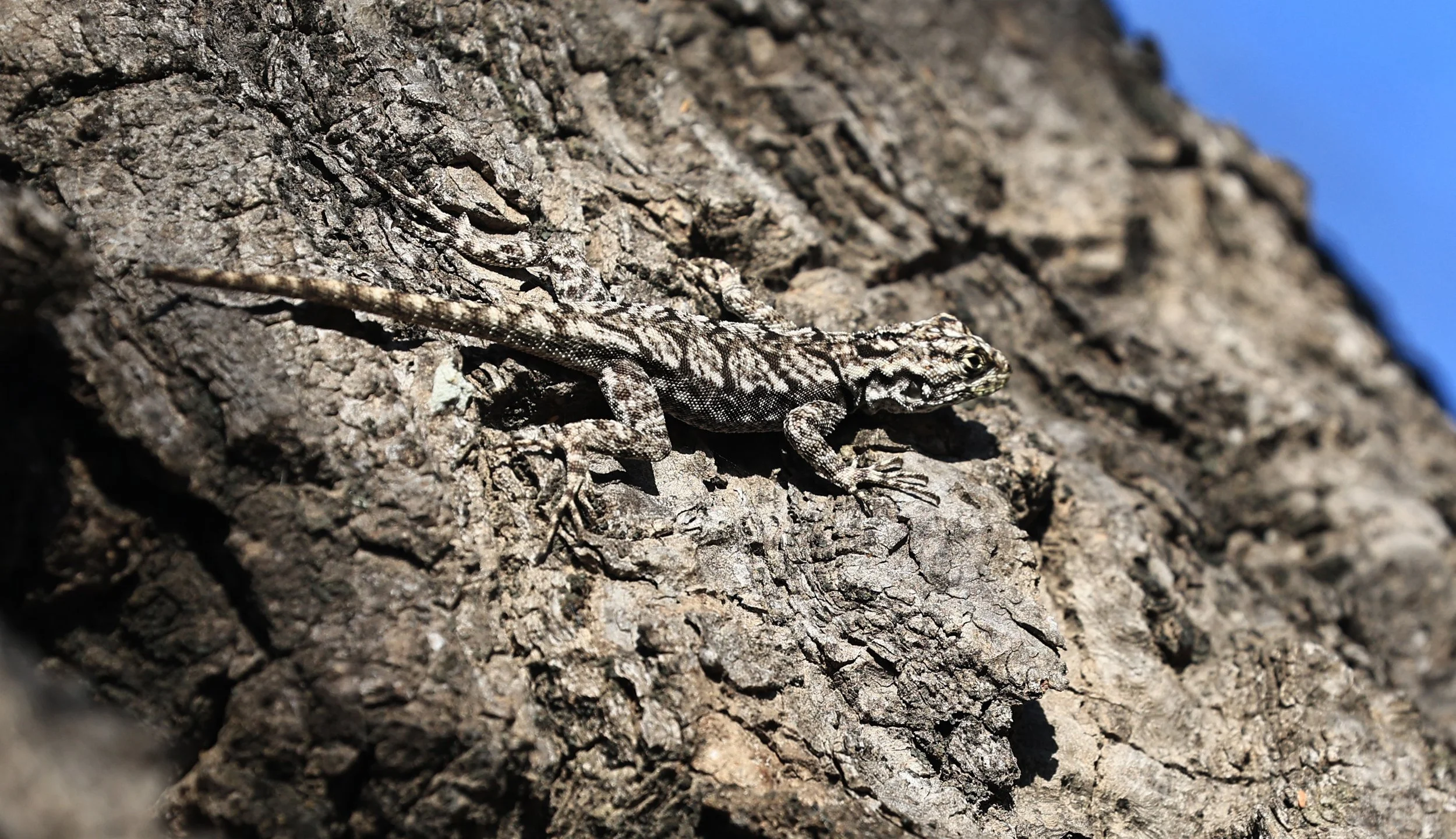 Spiny Lava Lizard (Tropidurus spinulosus) Fortin Toledo Paraguay