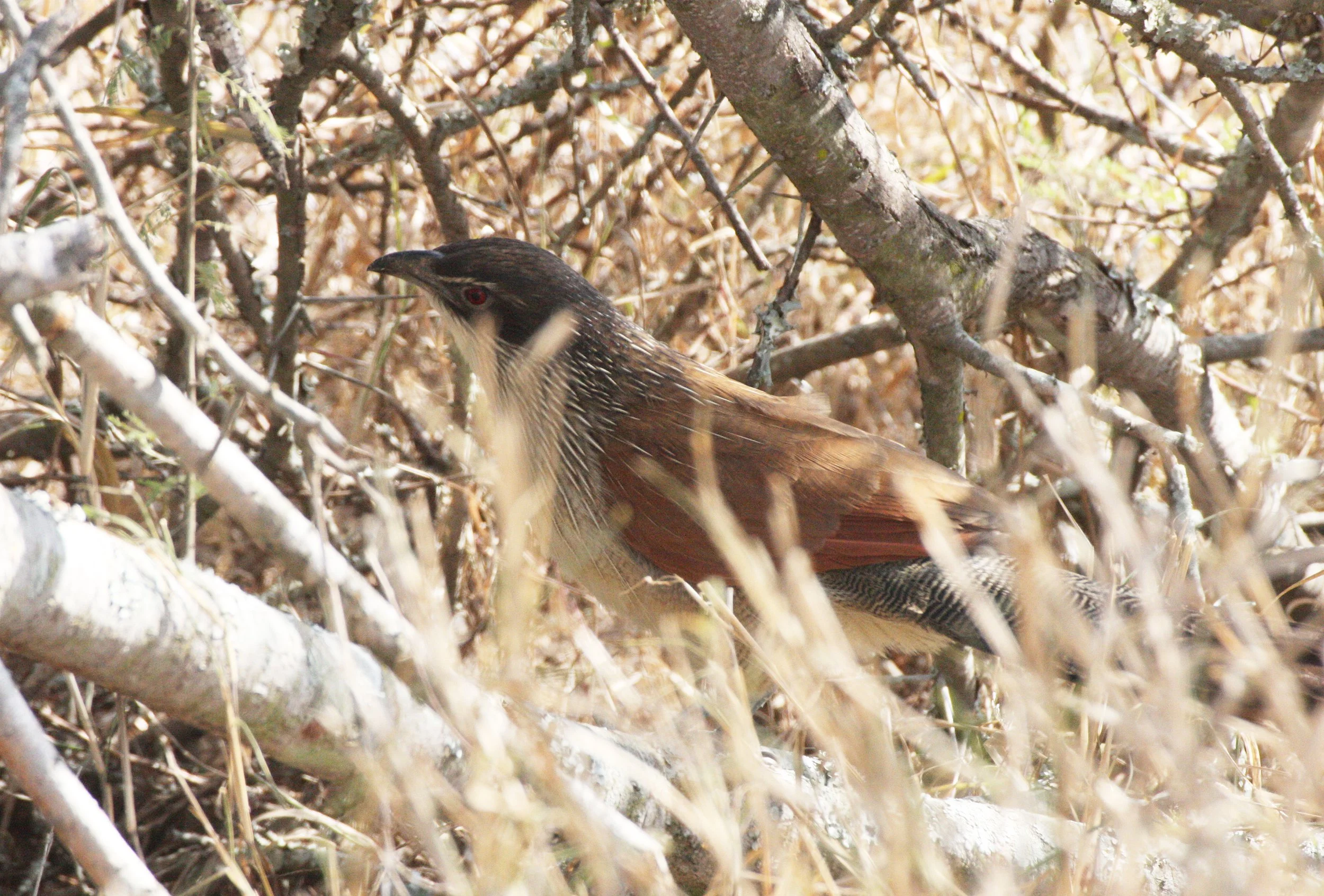 Burchell's Coucal (Centropus burchelli) Imfolozi NP South Africa (2).JPG