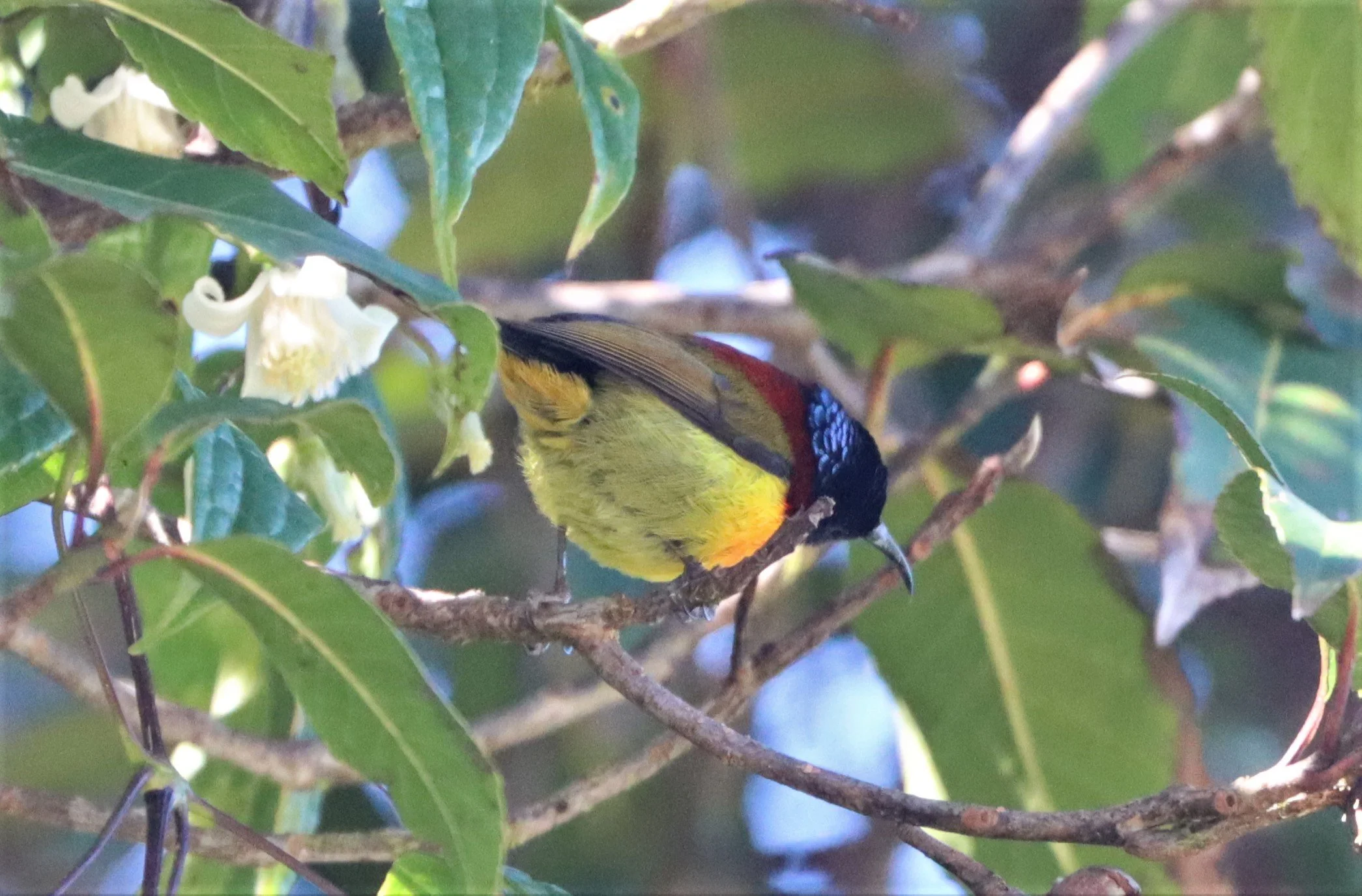 SUNBIRD - DOI INTHANON GREEN-TAILED SUNBIRD - Aethopyga nipalensis angkanensis - DOI INTHANON SUMMIT (7).jpg