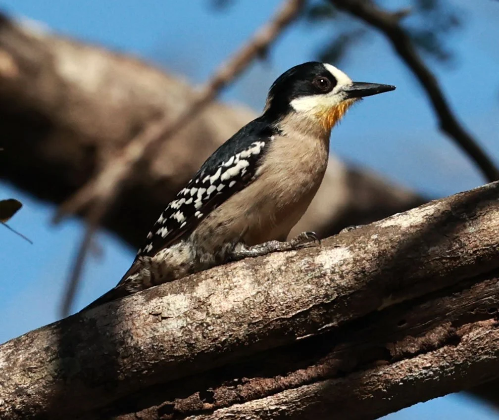 Woodpecker - White-fronted Woodpecker - Melanerpes cactorum - Pousada Aguape - Fazenda São José Zona Rural, Aquidauana, Mato Grosso do Sul, Brazil (8).jpg