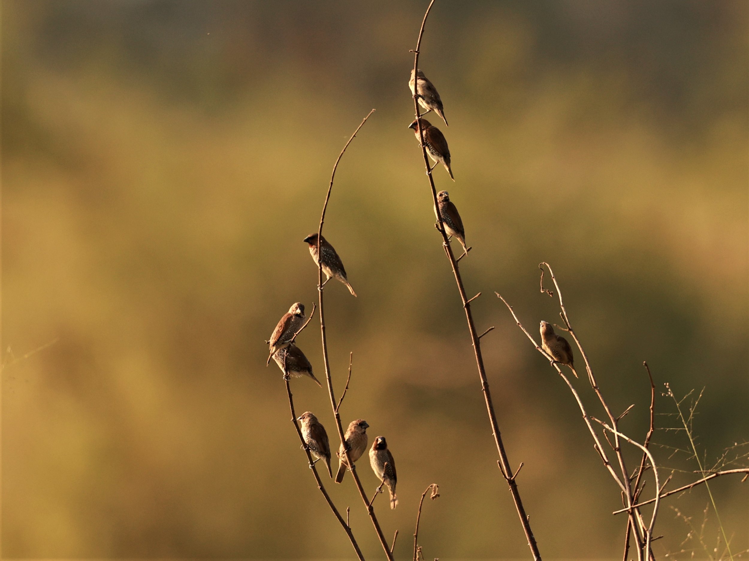 MUNIA - SCALY BREASTED MUNIA - Lonchura punctulata - Tha Ton Chiang Rai Dec 2022 (2).jpg