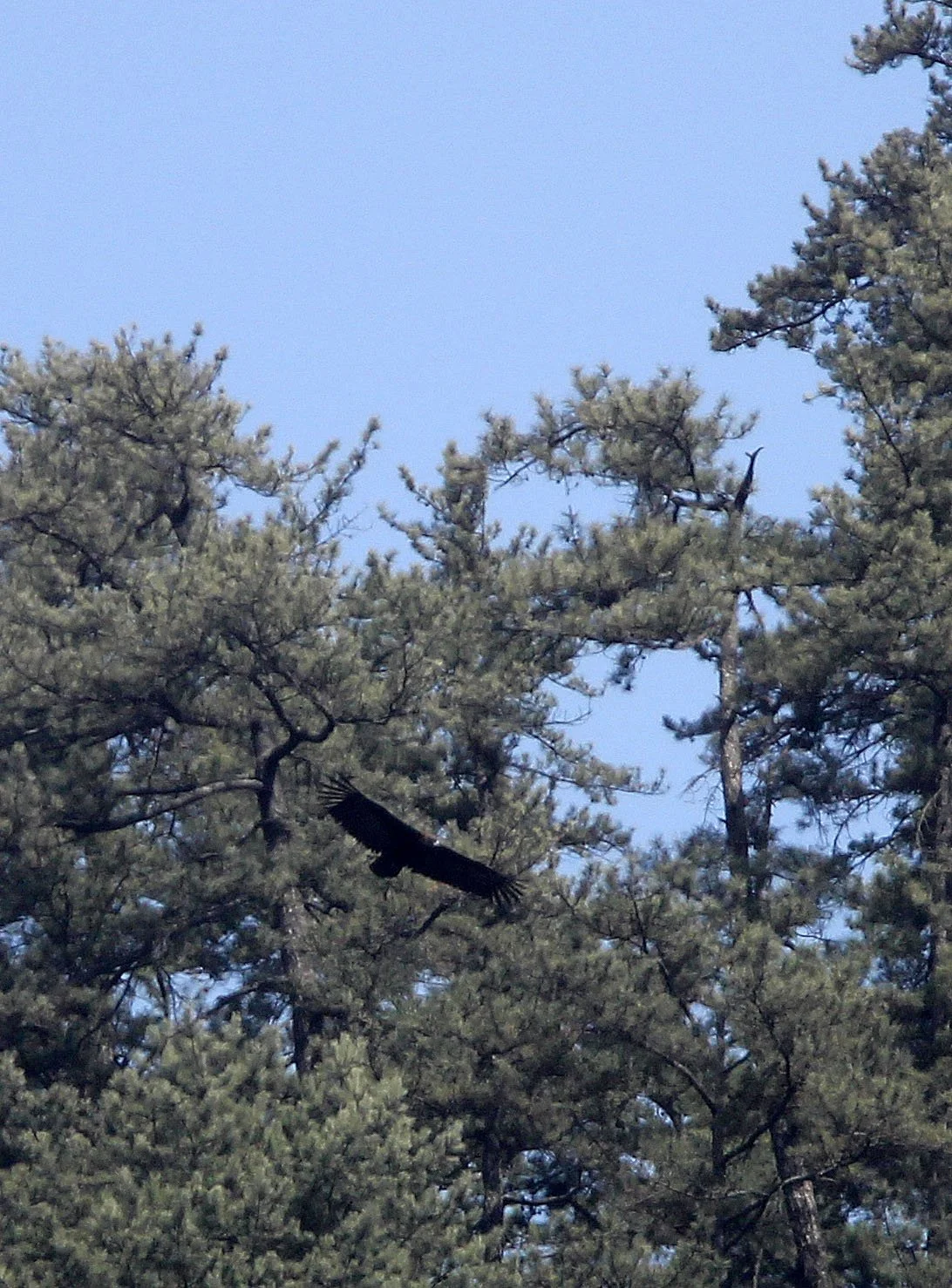 Ictinaetus malaiensis - BLACK EAGLE - FOPING NATURE RESERVE, SHAANXI CHINA (13).JPG