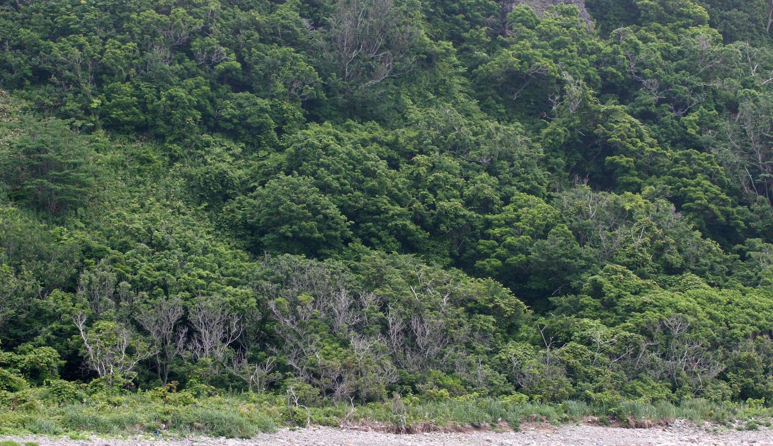 KURIL ISLANDS - FLORA  (58).jpg