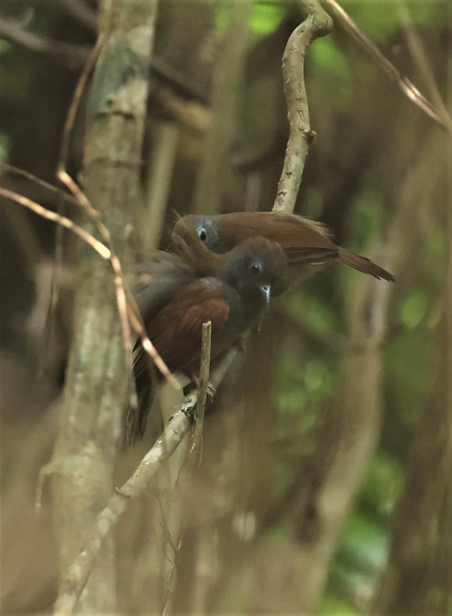 BABBLER - CHESTNUT-WINGED BABBLER - Cyanoderma erythropterum - KRUNG CHING, KHAO LUANG NP NST, APRIL 2022 (16).jpg