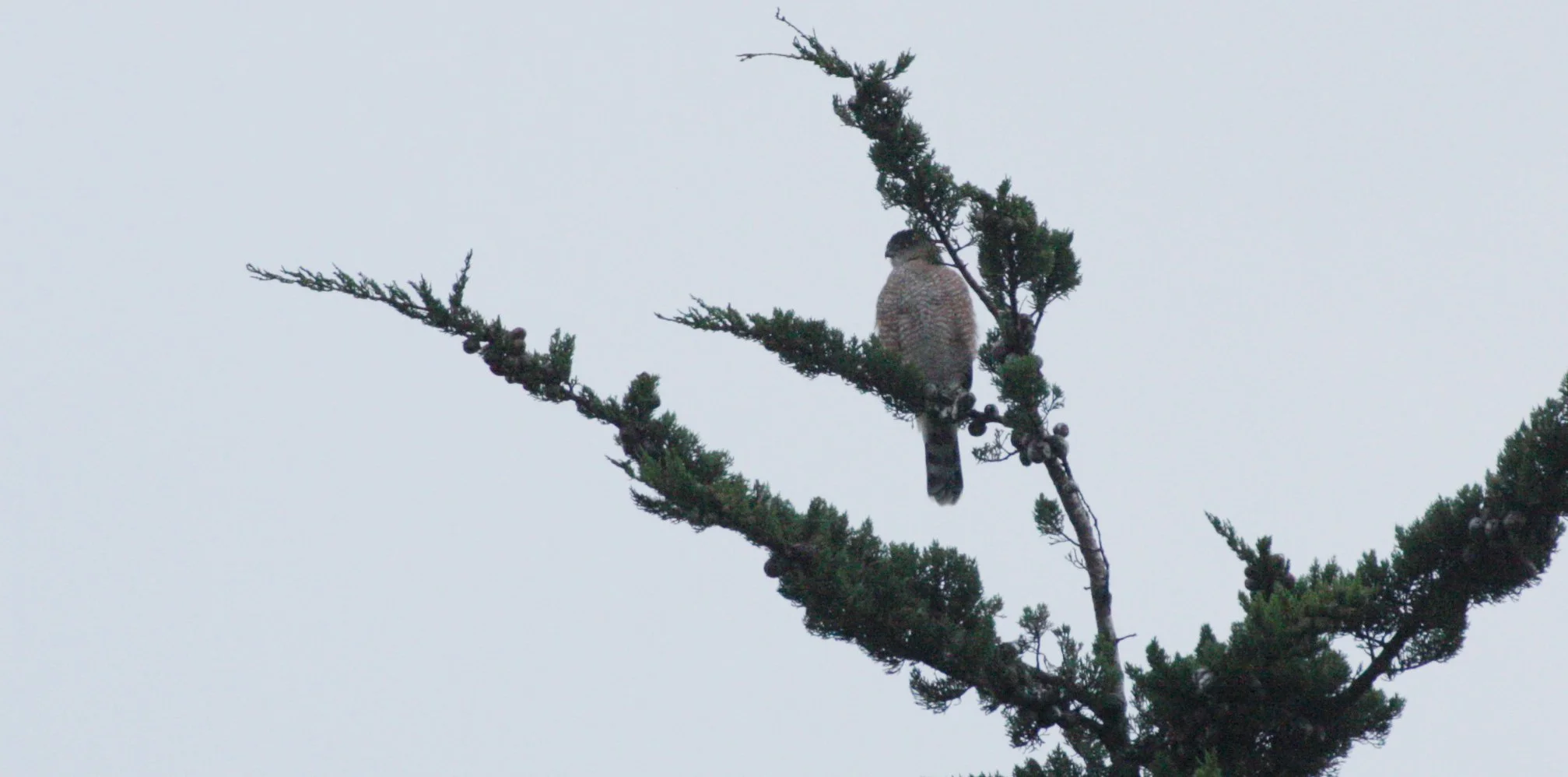 Accipiter cooperii - COOPERS HAWK - SEQUIM PRAIRIE (6).JPG