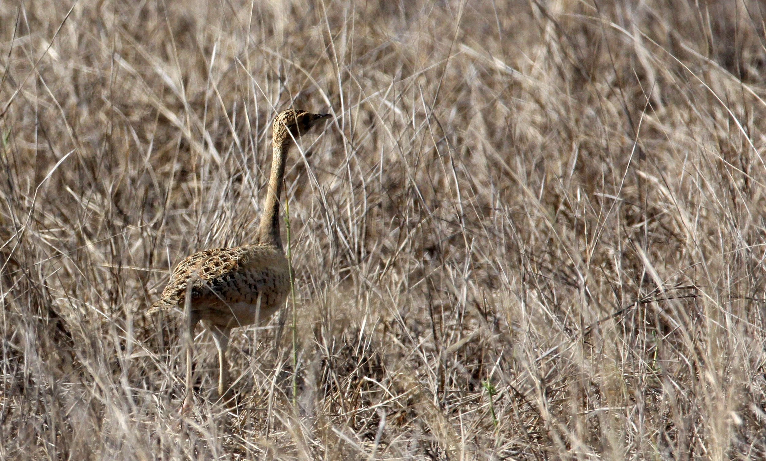 Lesser florican (Sypheotides indicus) Blackbuck NP, Gujarat India (7).JPG