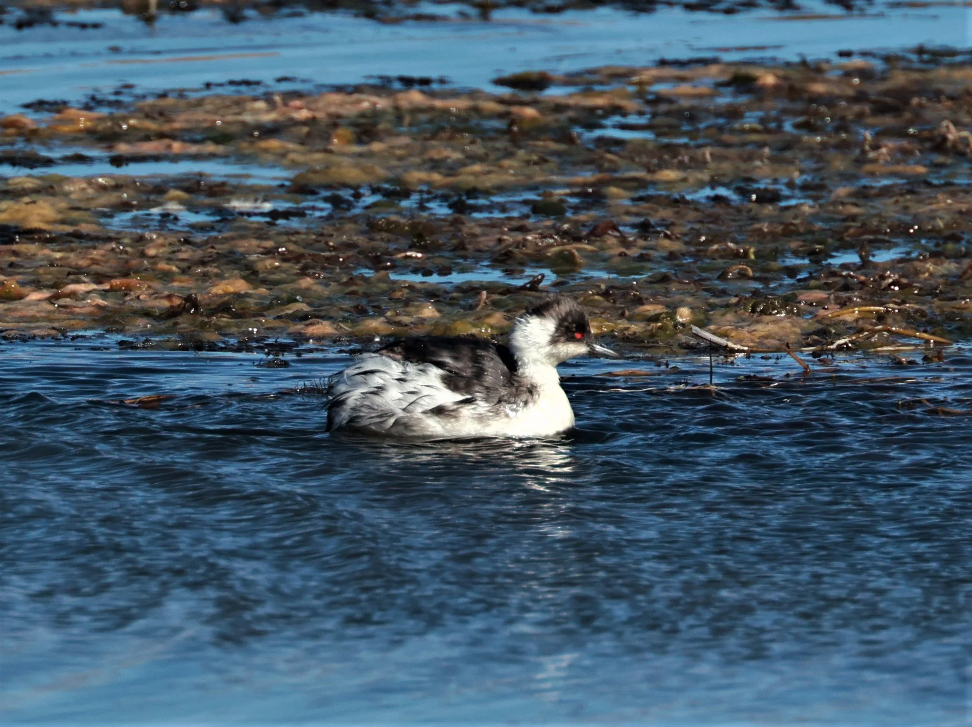 Grebe - Silvery grebe - Podiceps occipitalis - Lauca National Park, Chile (16).jpg