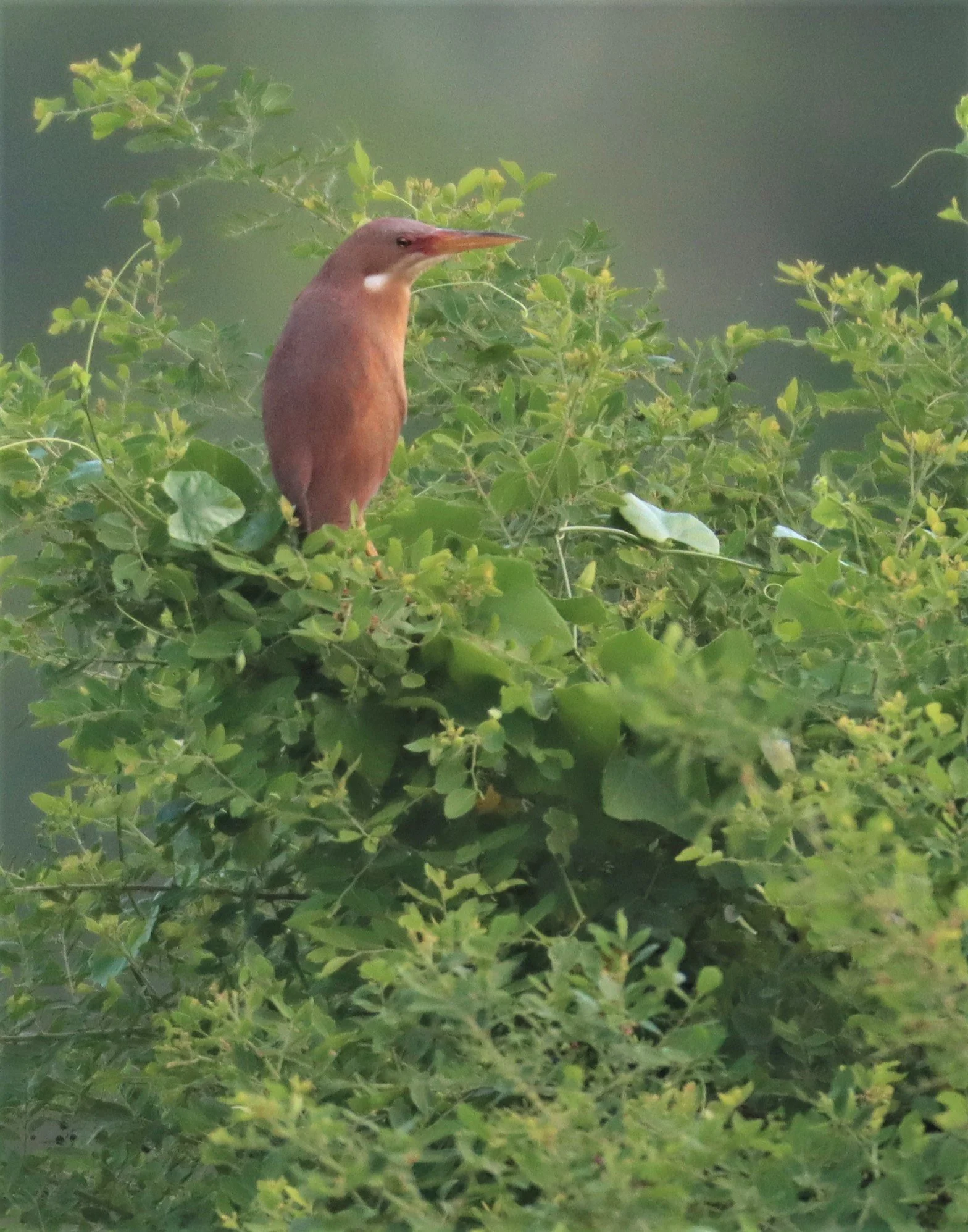 BITTERN - CINNAMON BITTERN (CHESTNUT BITTERN) - Ixobrychus cinnamomeus - PATHUM THANI RICE RESEARCH CENTER (7).jpg