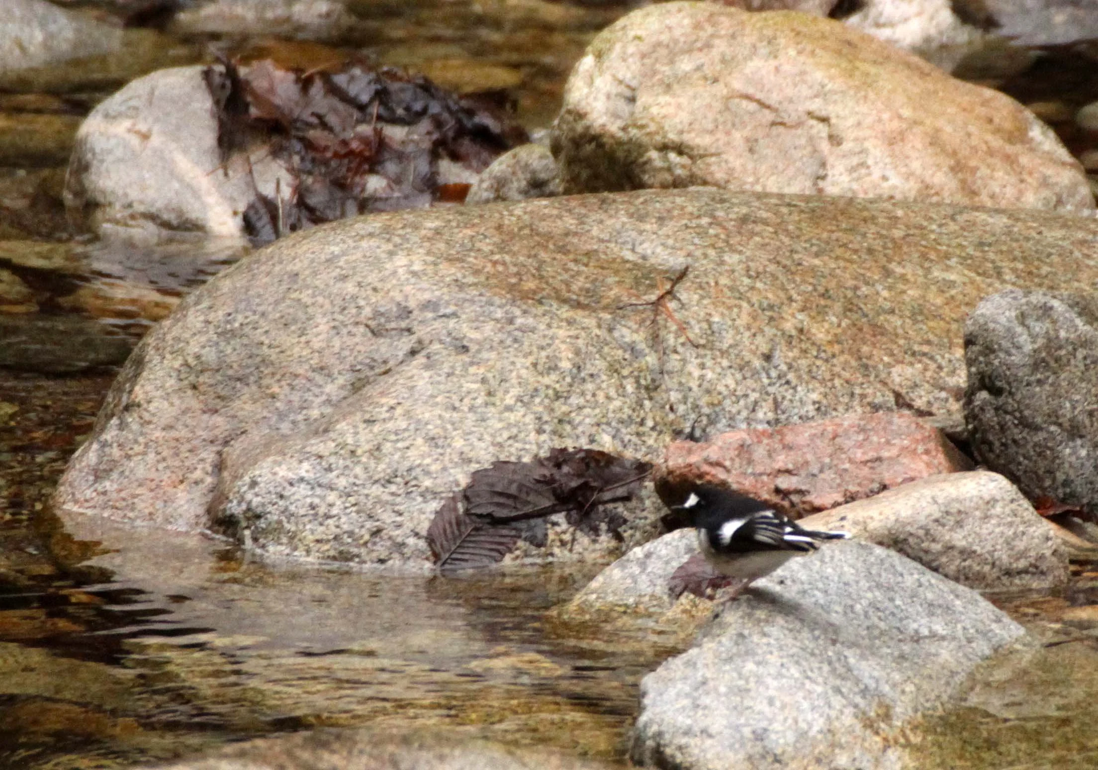 BIRD - FORKTAIL - LITTLE FORKTAIL - FOPING NATURE RESERVE SHAANXI PROVINCE CHINA (3).JPG