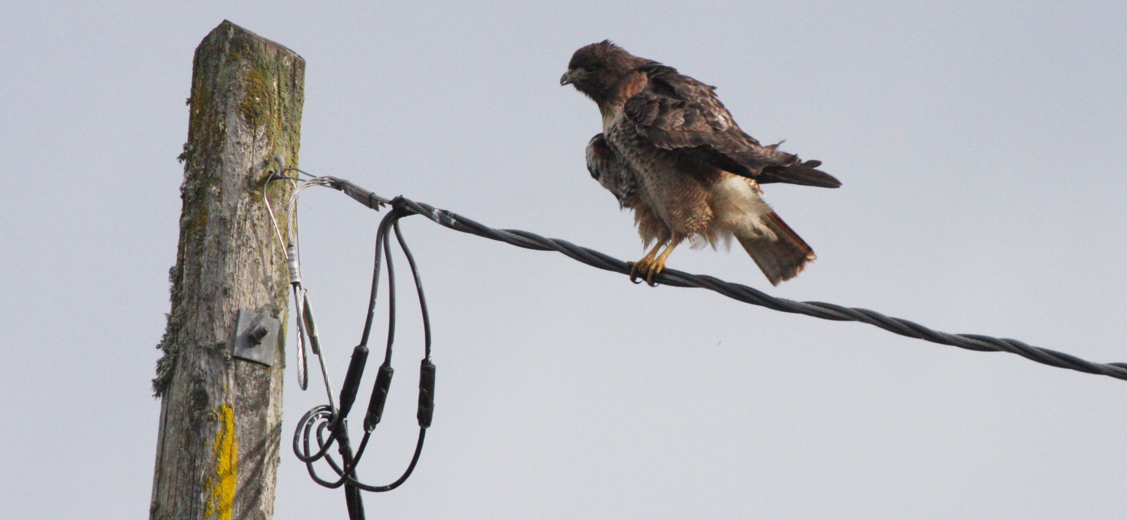 BIRD - HAWK - RED-TAILED HAWK - JAMESTOWN WA (30).JPG