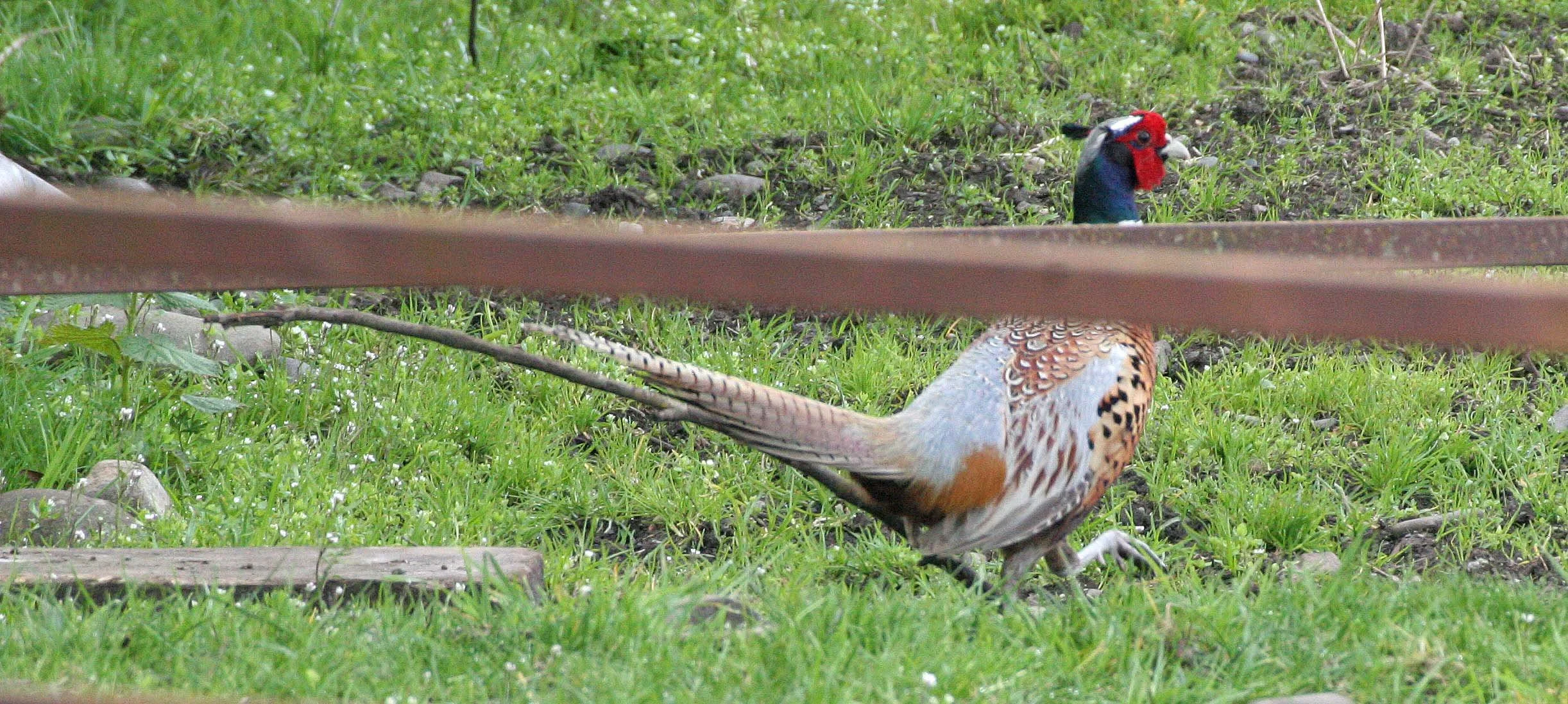 BIRD - PHEASANT - RING-NECKED PHEASANT - CARLSBORG WA A.jpg