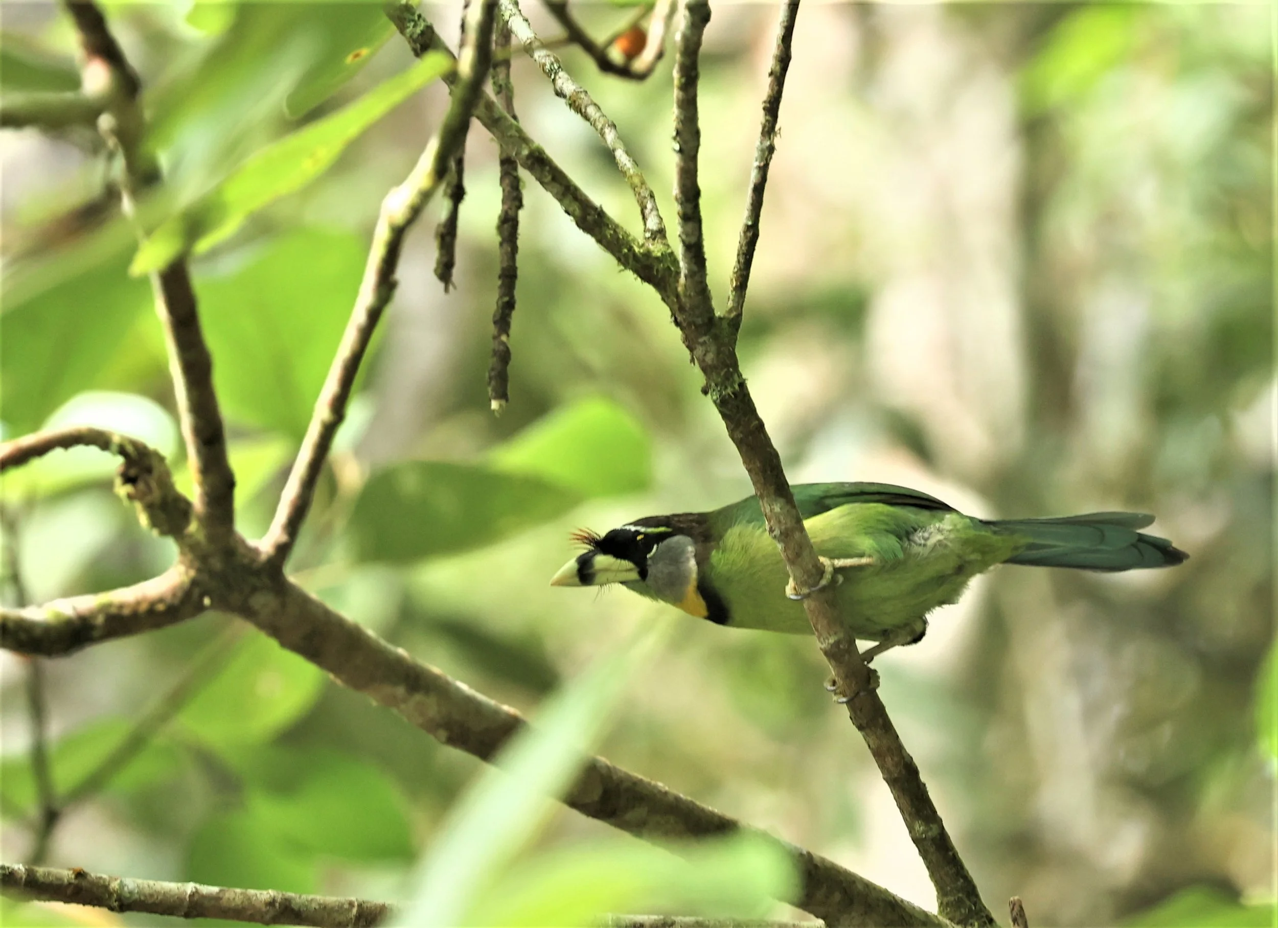 Psilopogon pyrolophus - FIRE-TUFTED BARBET - FRASER'S HILL, MALAYSIA JUNE 2022 (26).jpg