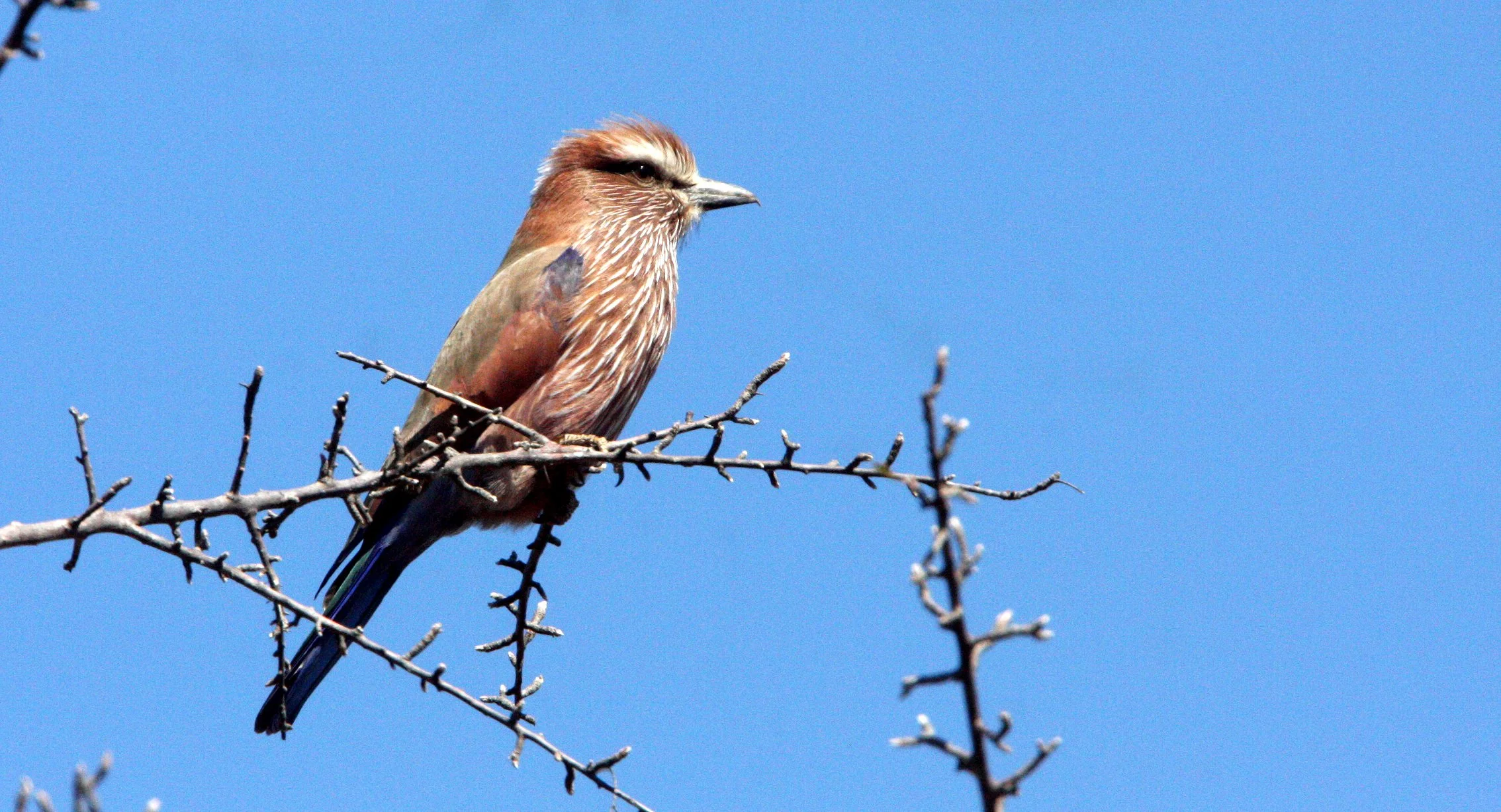 Purple Roller (Coracias naevius) Kruger NP South Africa (2).JPG